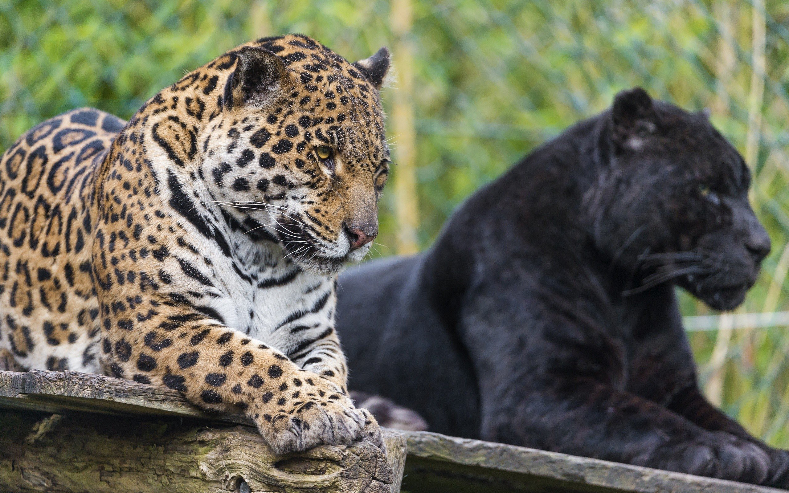 Animals jaguars wild cats wallpaper | 2560x1600 | 293365 | WallpaperUP