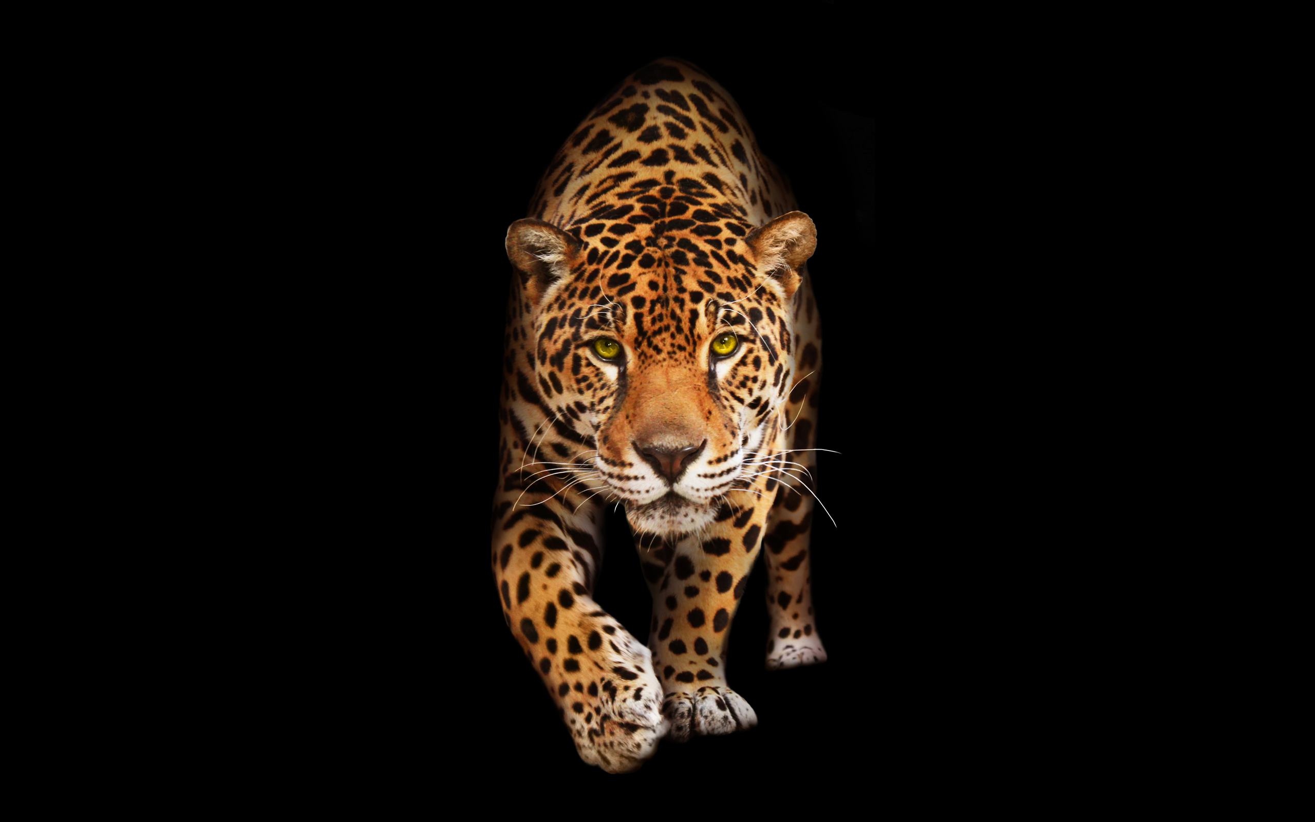 Wild Cat Jaguar HD Wallpapers | HD Wallpapers | ID #22872