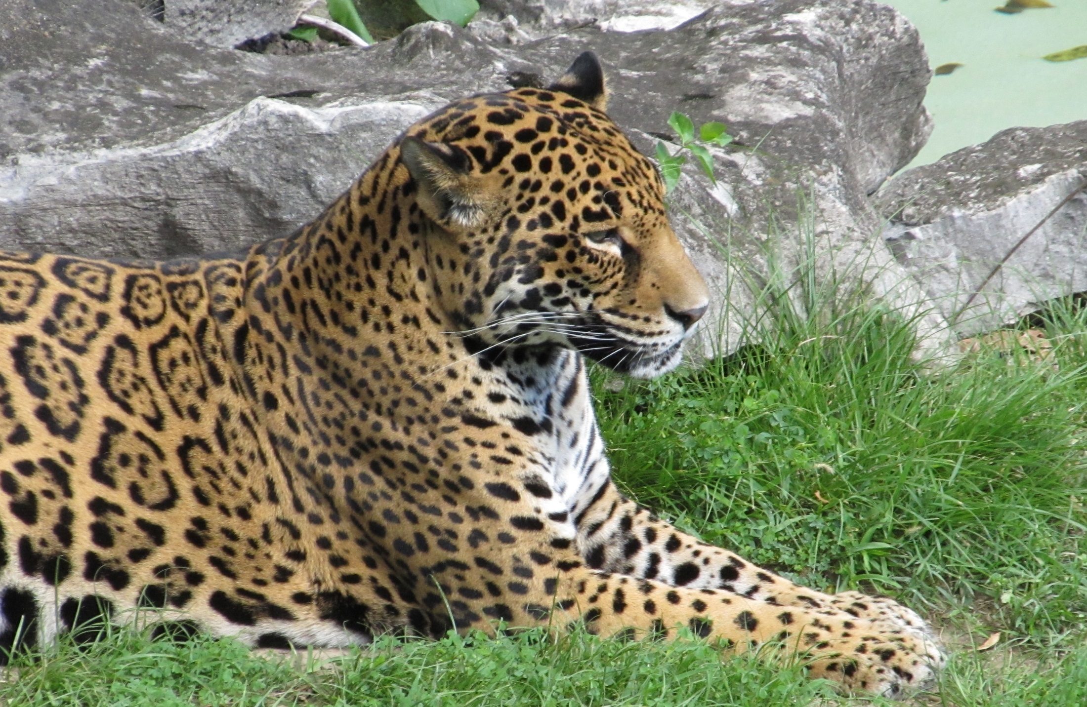 Free Photo Wild Jaguar Animal Forest Jaguar Free Download