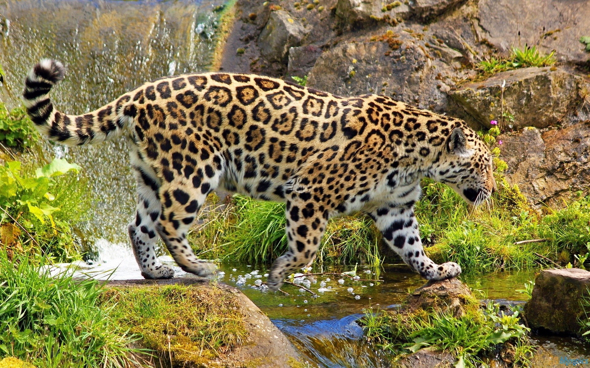 Beautiful wild jaguar wallpaper | AllWallpaper.in #8790 | PC | en
