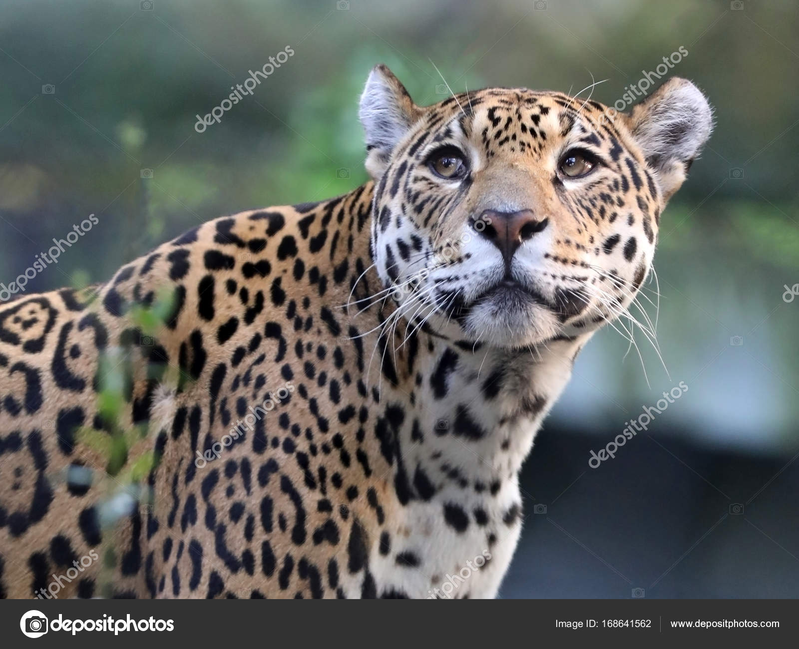 Wild Jaguar animal — Stock Photo © EBFoto #168641562