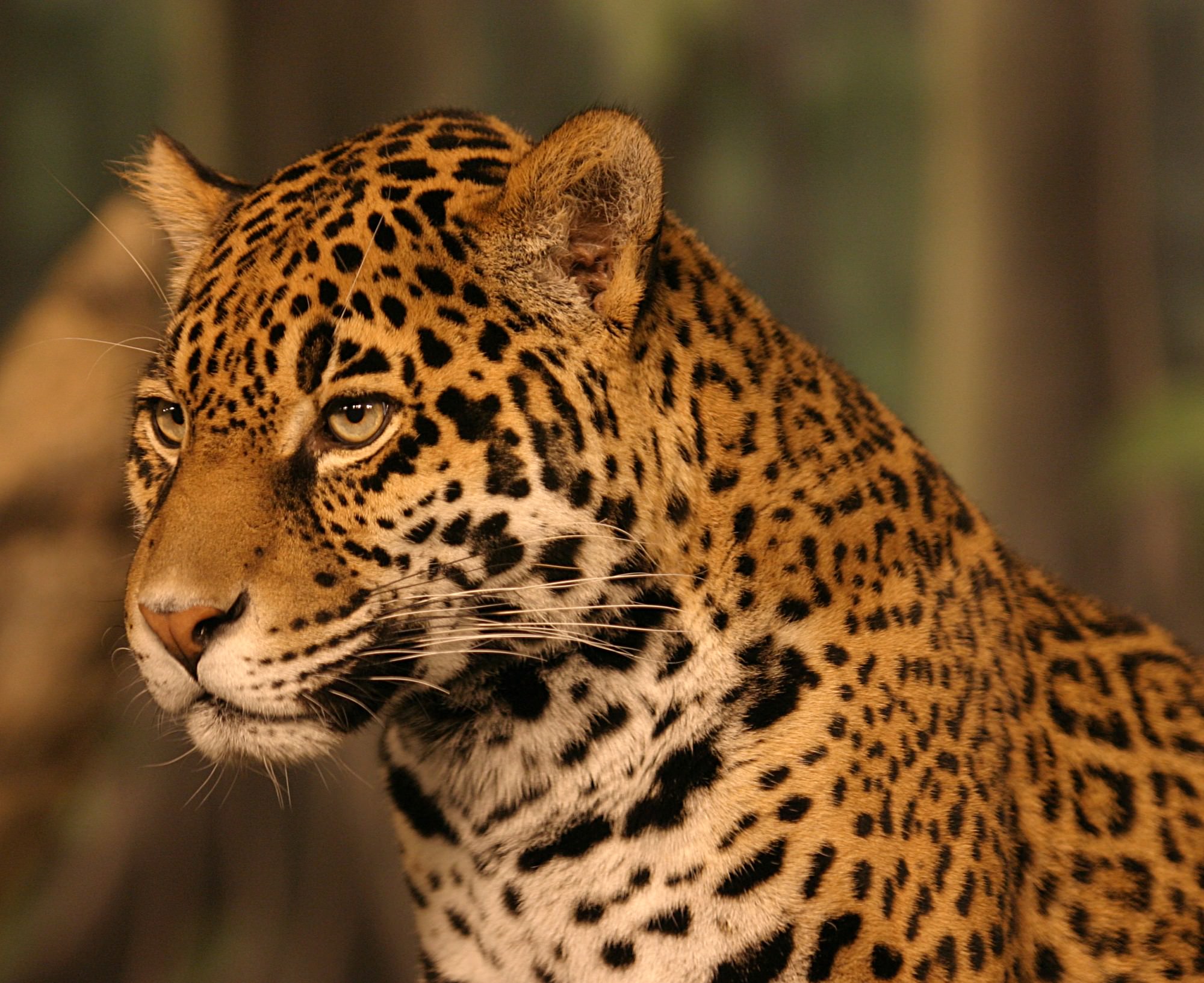 Wild Cats of Costa Rica - The Wildlife Diaries
