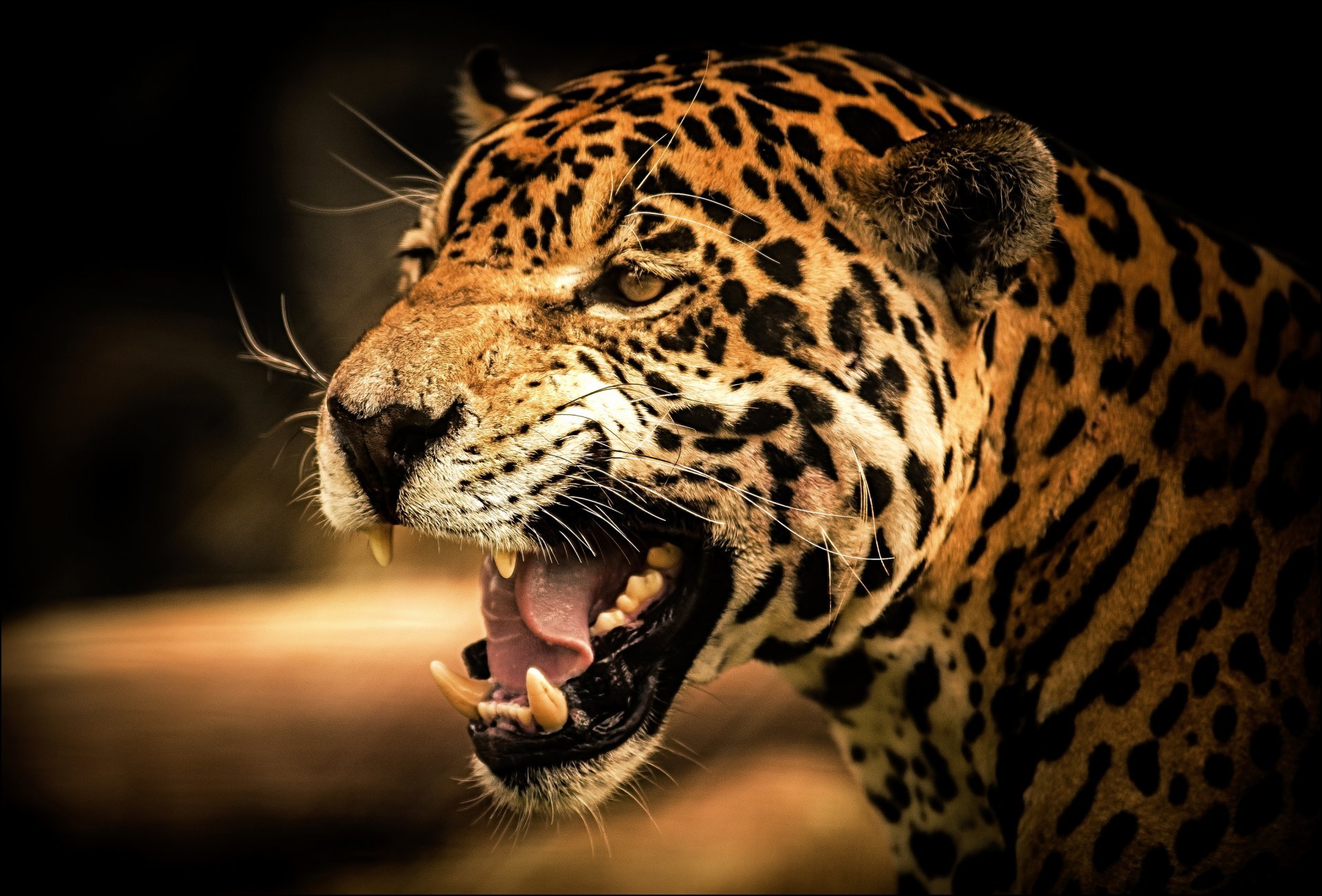 jaguar cat wild predator view roar rick HD wallpaper