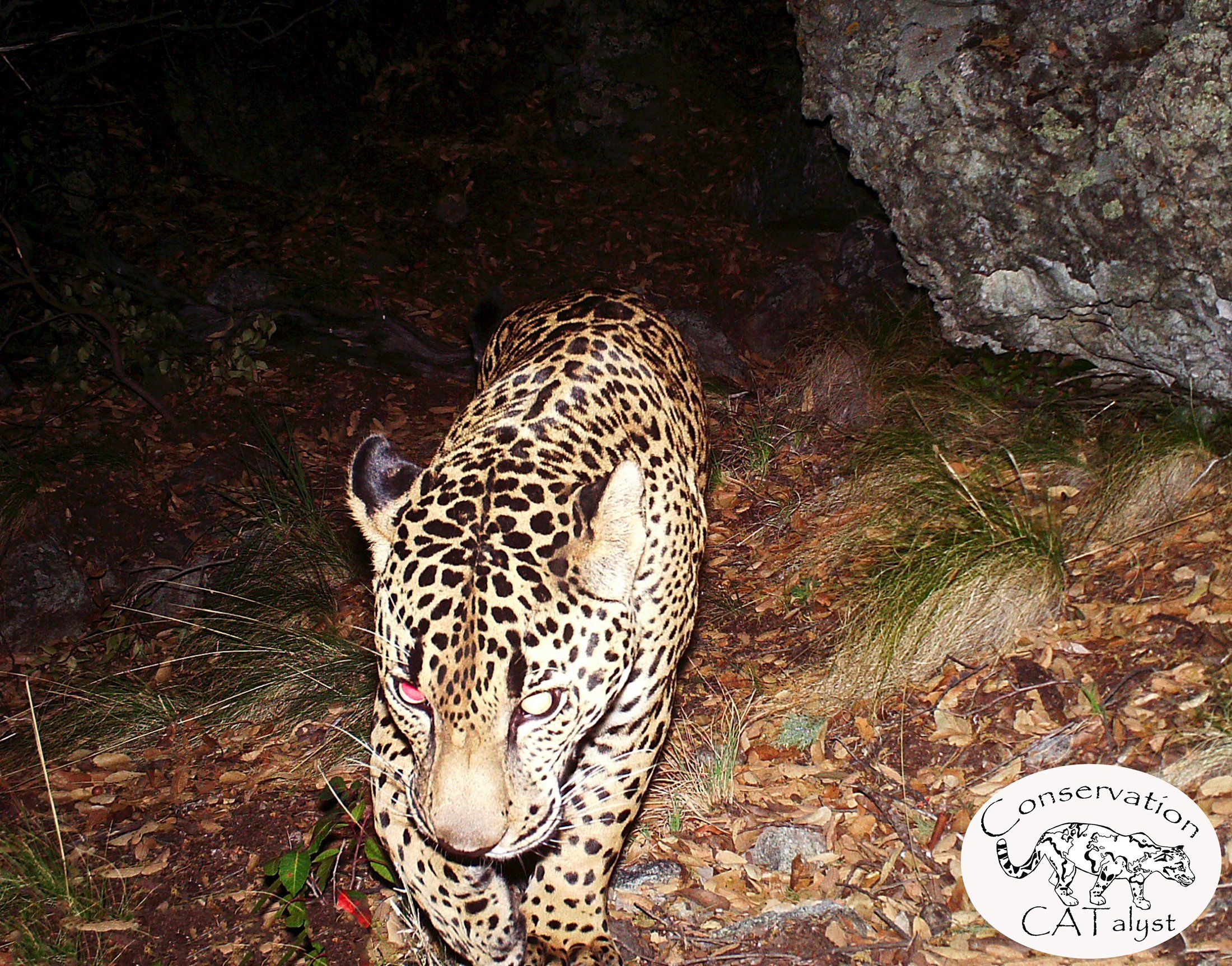 America's last wild jaguar, El Jefe, caught on video in Arizona ...