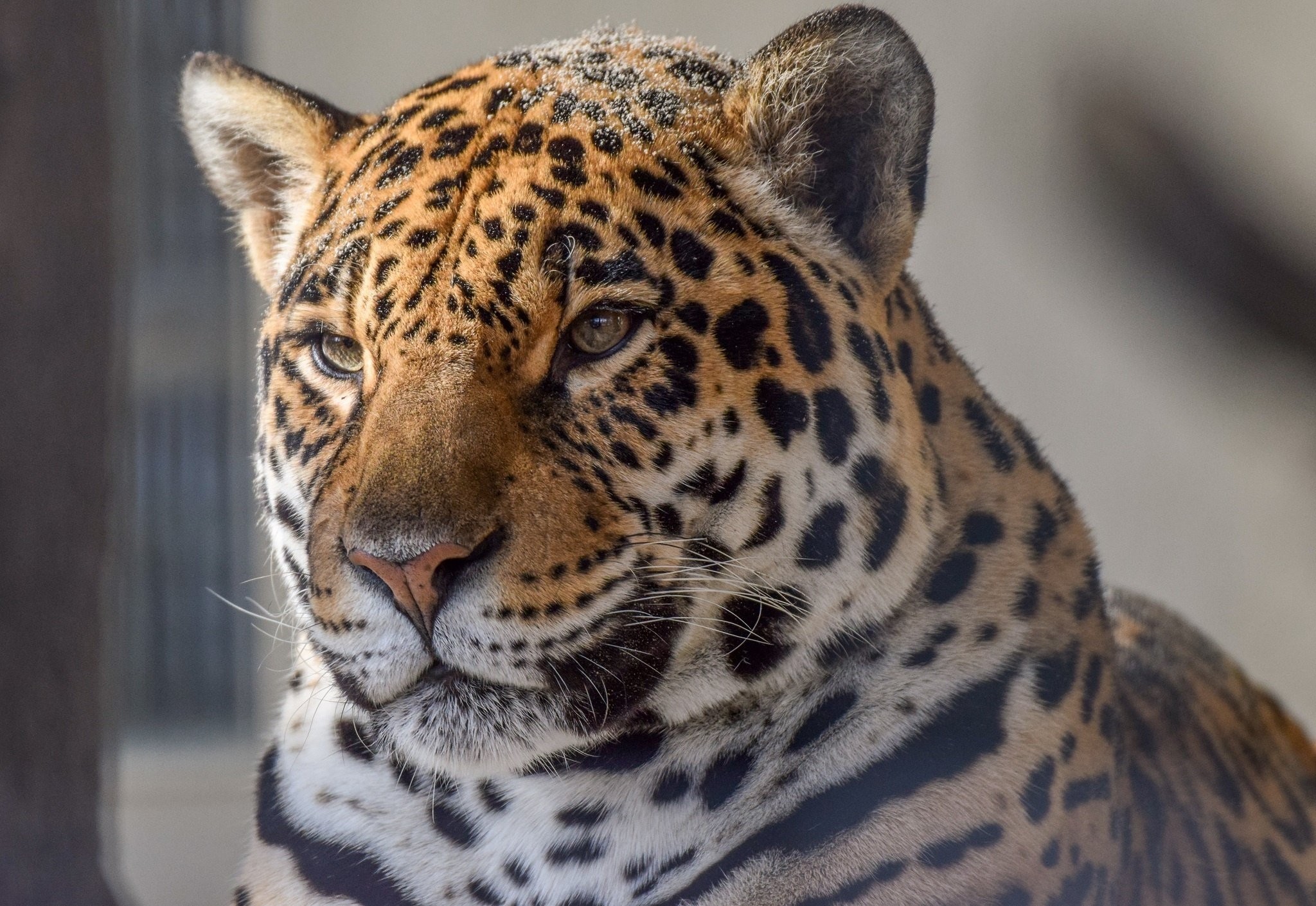 Wild jaguar photo