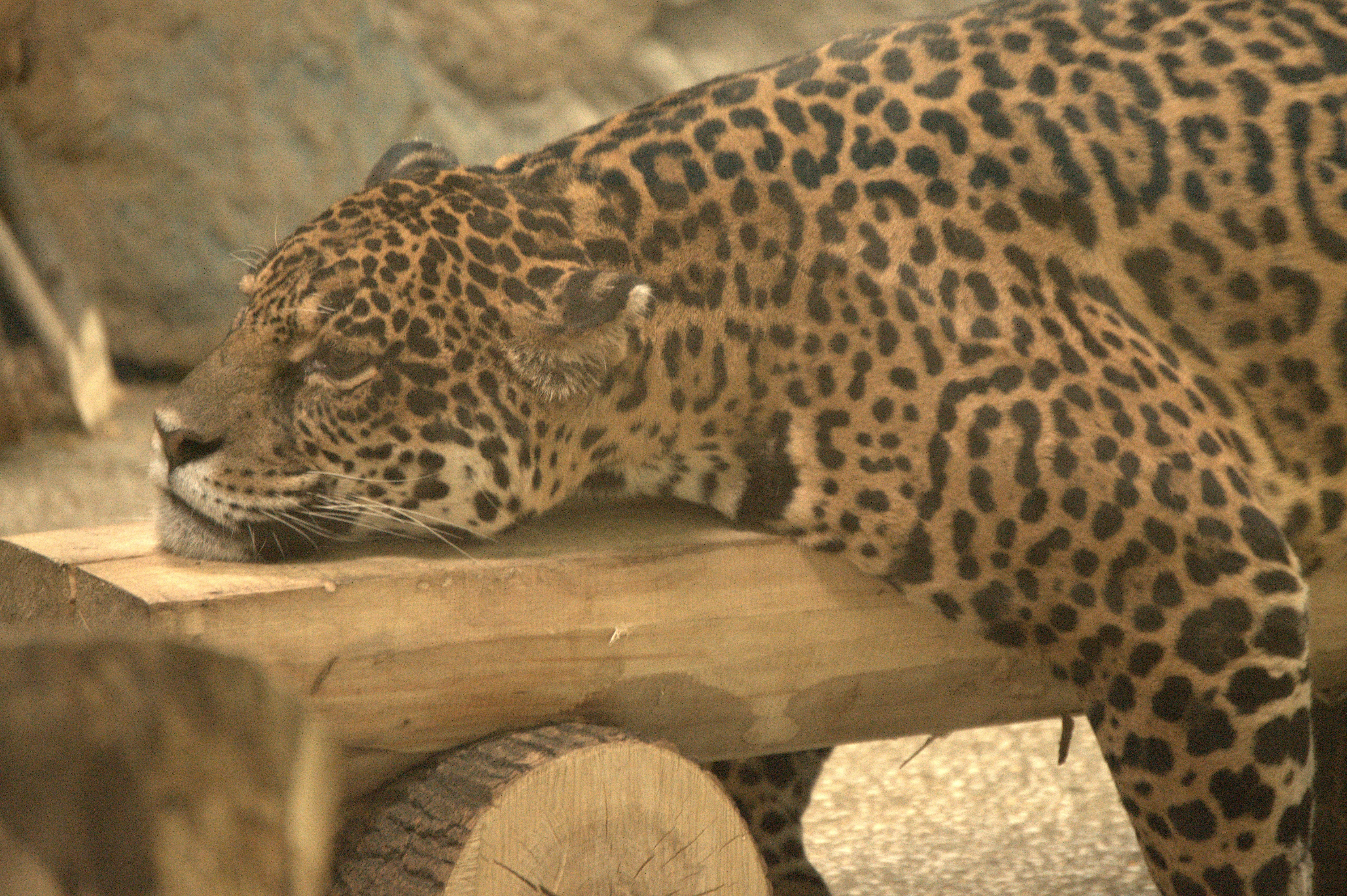 Free Images : jaguar, panthera onca, wild cat, leopard, wildlife ...