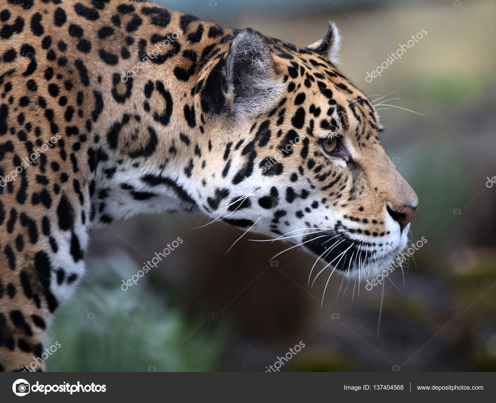 wild Jaguar in nature — Stock Photo © EBFoto #137404568