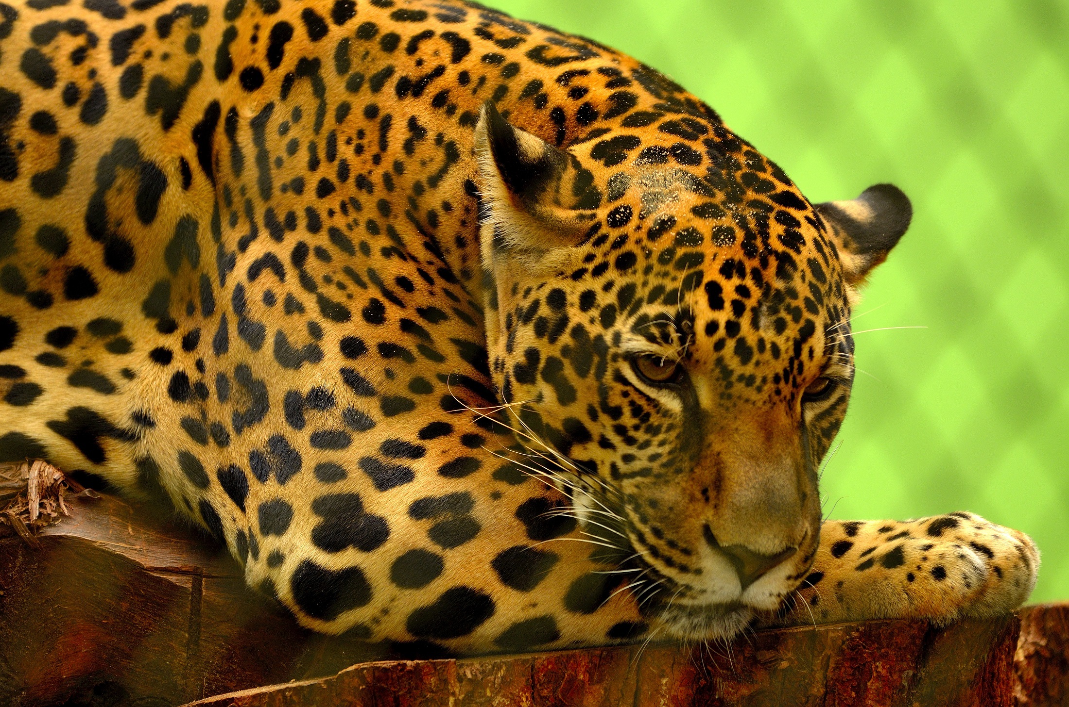 Free Photo Wild Jaguar Animal Fierce Jaguar Free Download