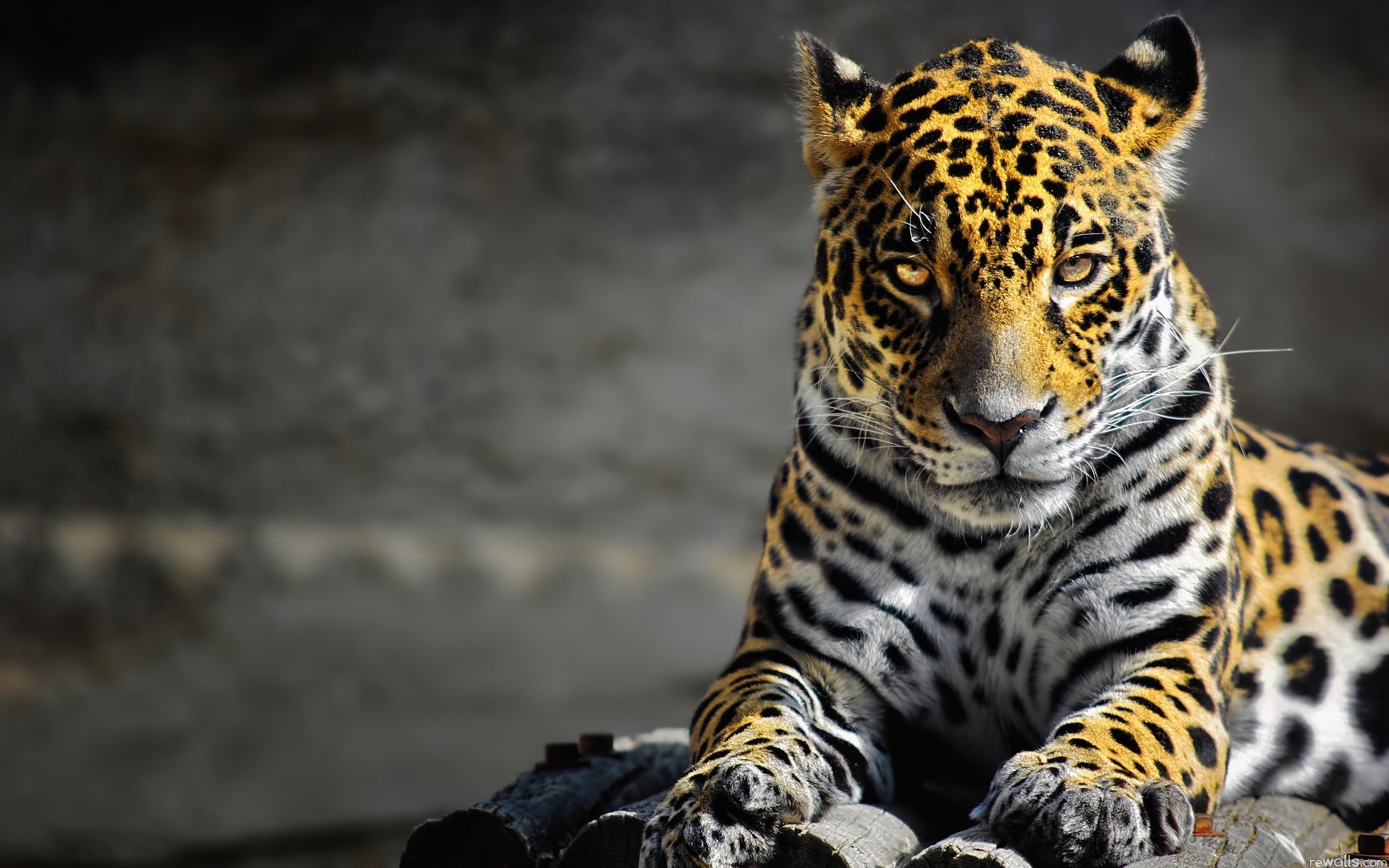Wallpaper : wildlife, big cats, whiskers, leopard, Jaguar, cheetah ...