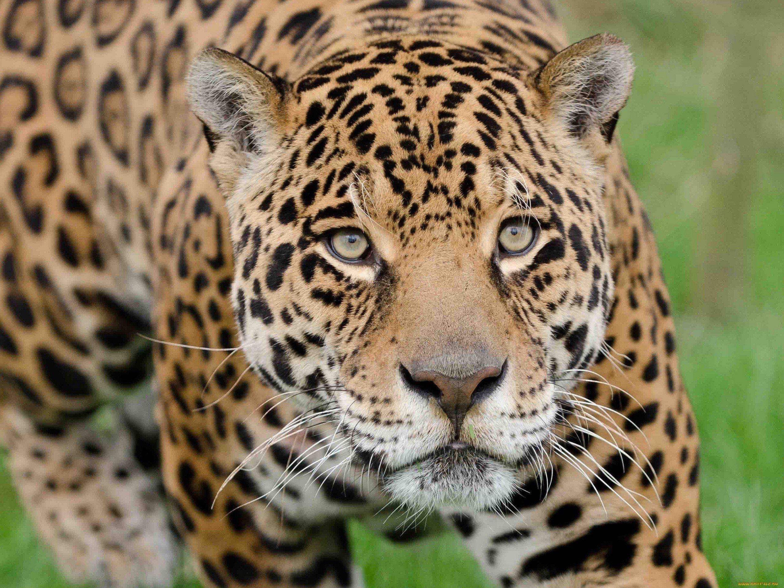 dangerous, 4k animal images, grass,closeup, jaguar, wild animals ...