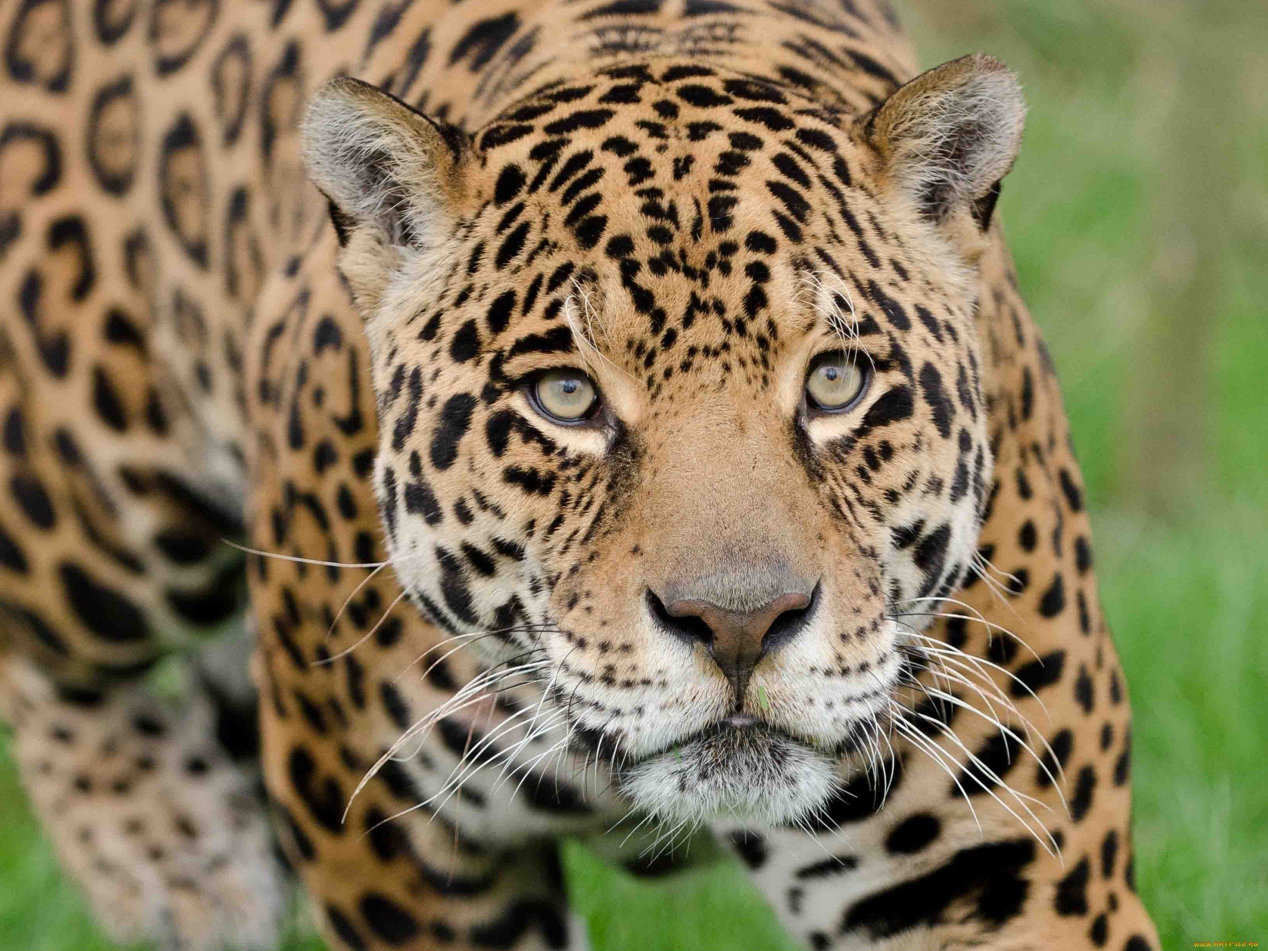 Free Photo Wild Jaguar Animal Forest Jaguar Free Download Jooinn