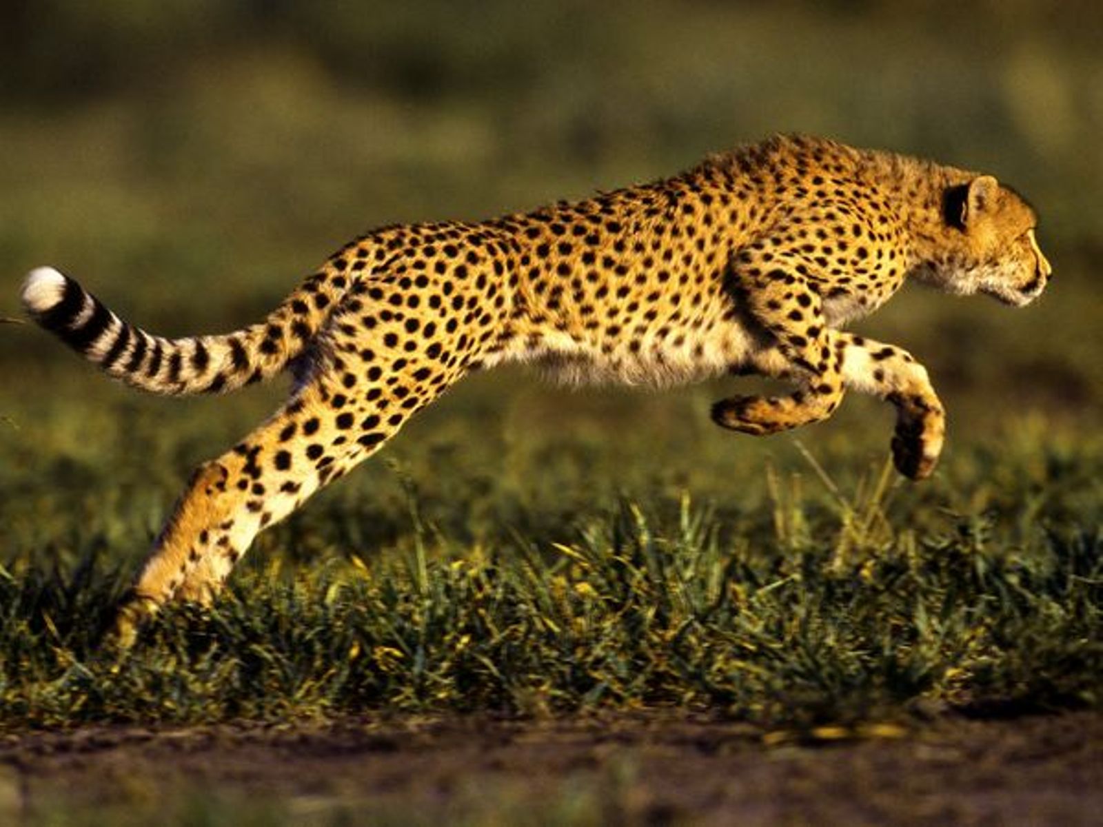 Jaguar animal - Google Search | DS_Progression_Board | Pinterest ...