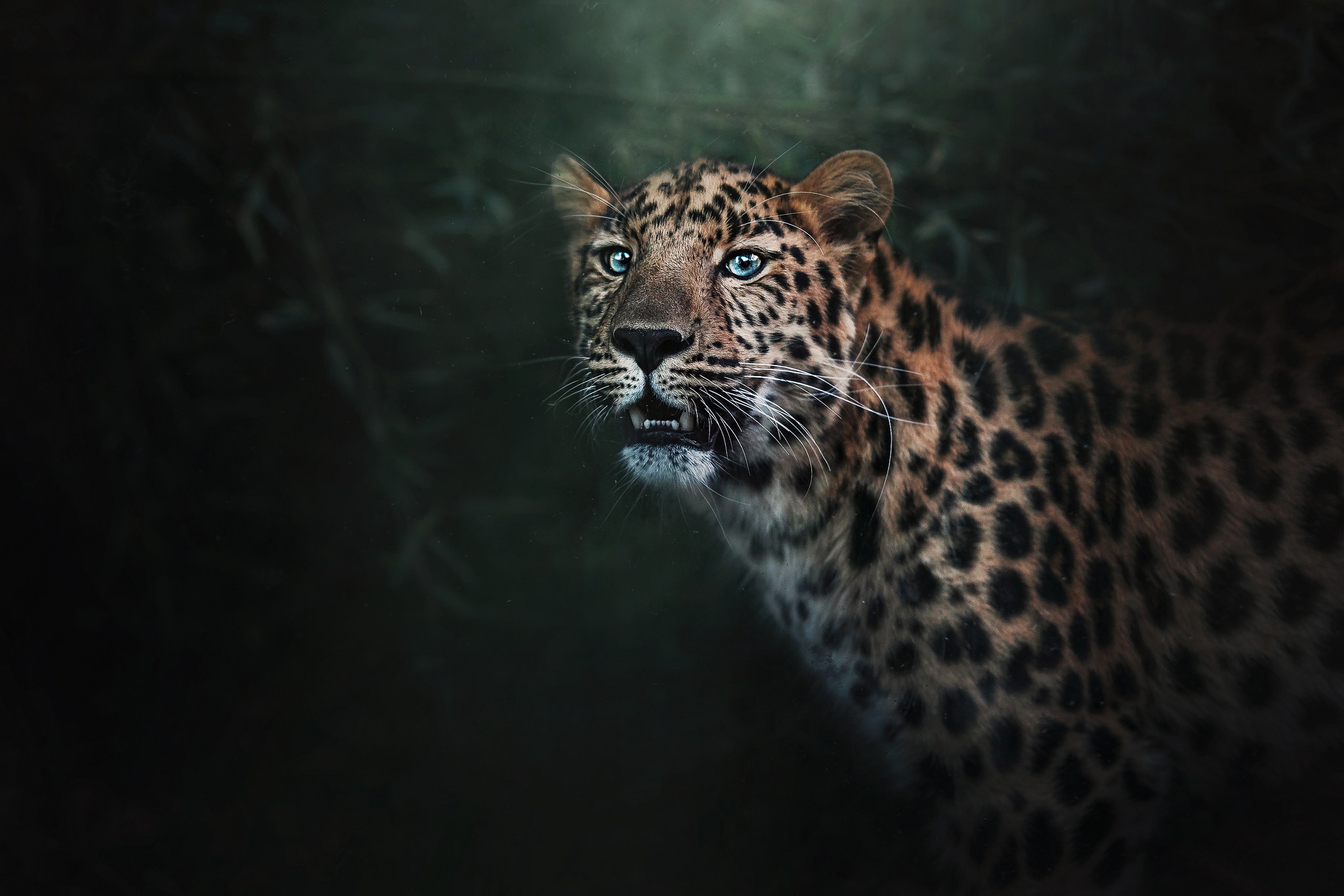 Wild Jaguar, HD Animals, 4k Wallpapers, Images, Backgrounds, Photos ...