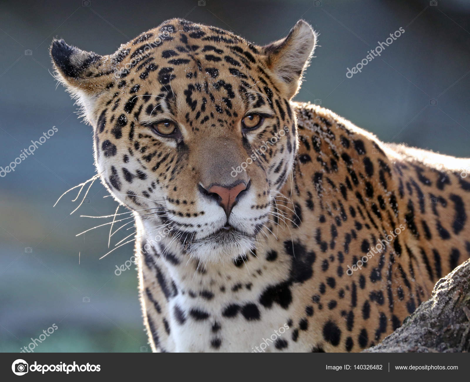 wild Jaguar in nature — Stock Photo © EBFoto #140326482