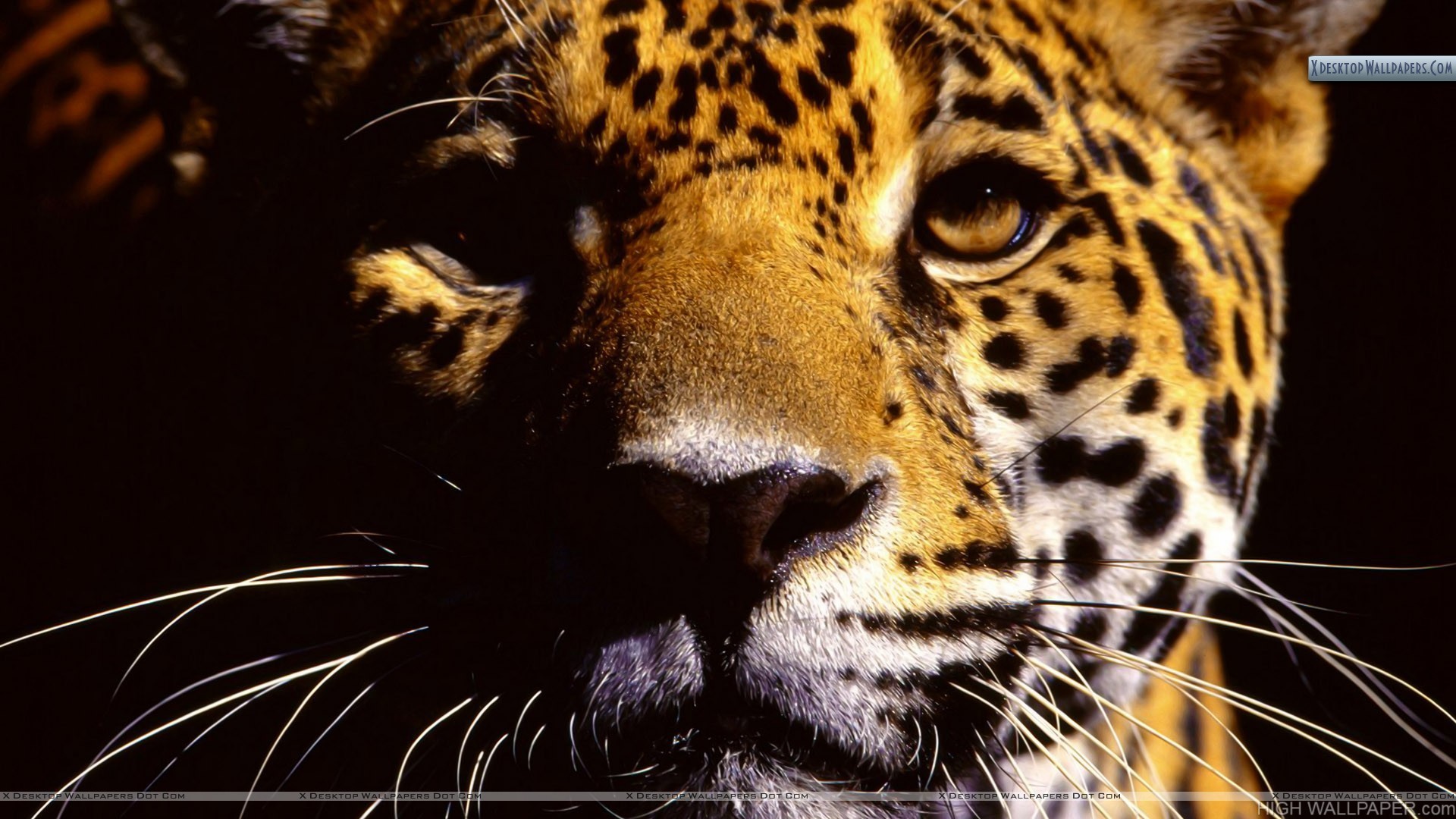 Wild Eyes Jaguar HD Wallpaper