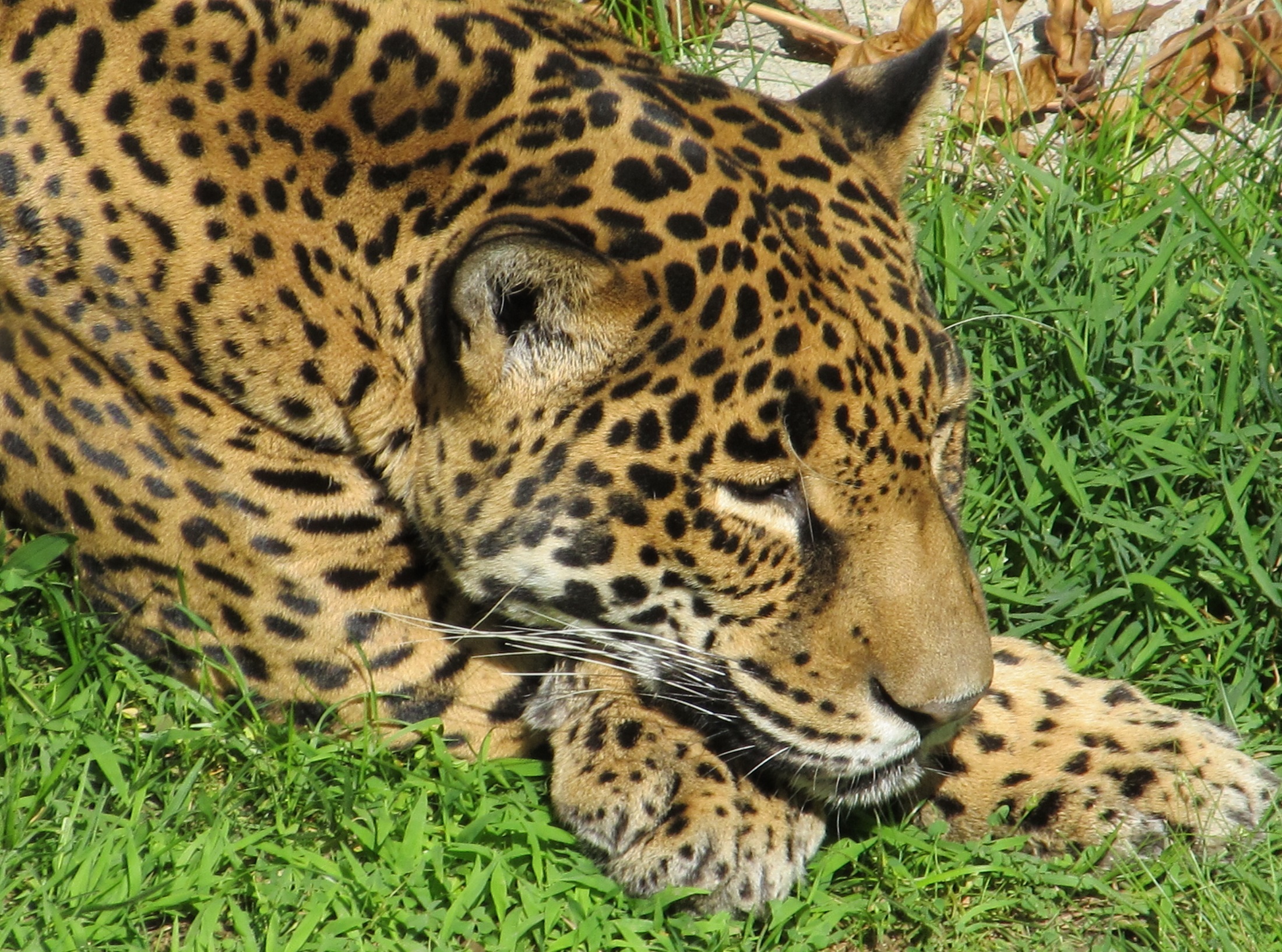 Free Photo Wild Jaguar Animal Jaguar Jungle Free Download