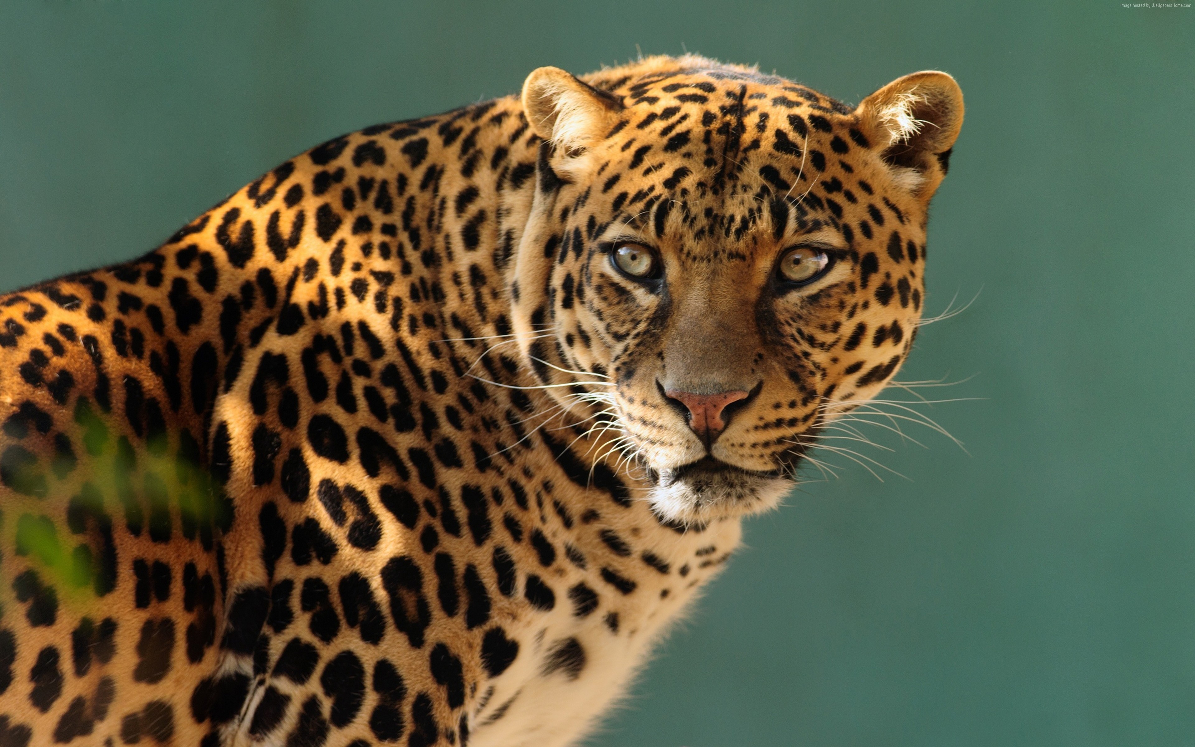 Wallpaper jaguar, wild, cat, face, Animals #10237