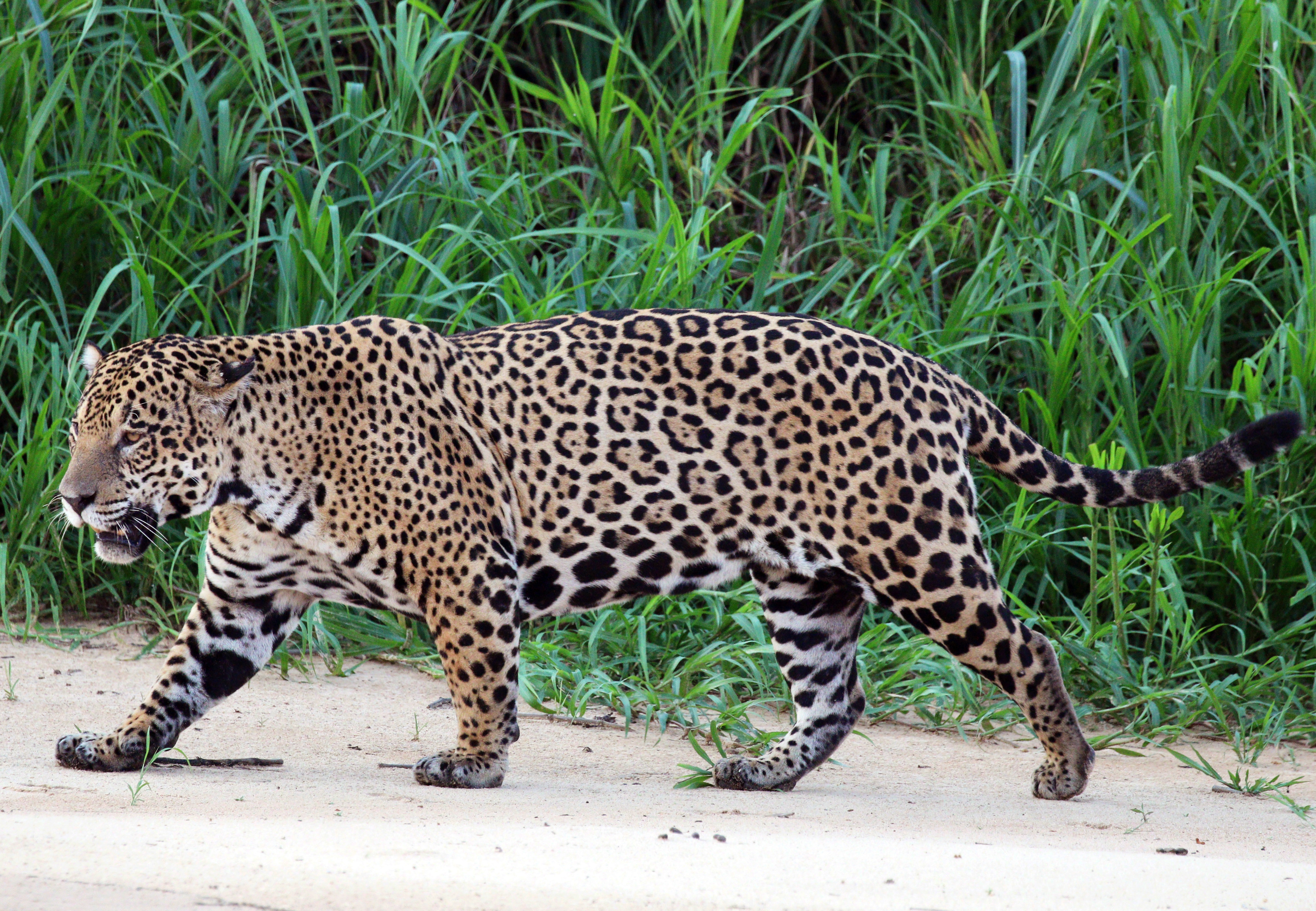 Как выглядит ягуар. Южноамериканский Ягуар. Ягуар животное. Ягуар Panthera onca. Ягуар Джикитая Бразилия.