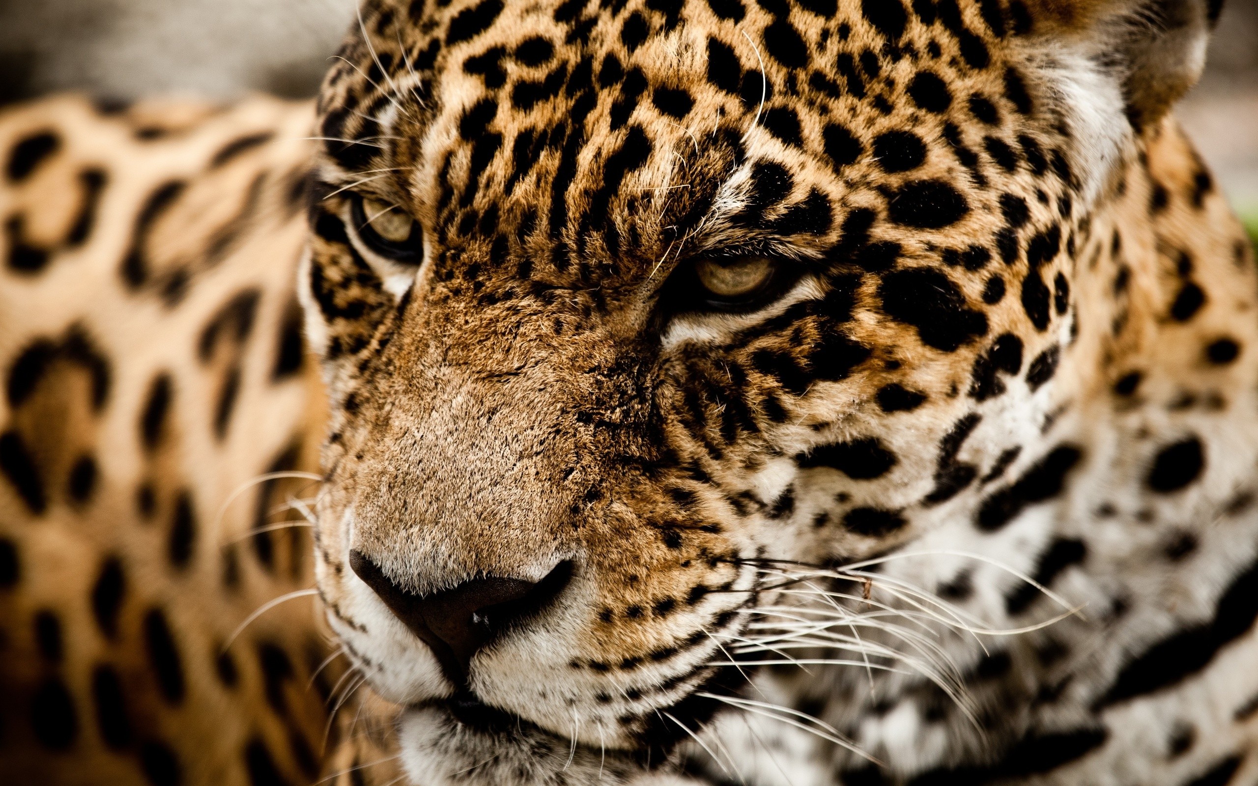 Cats: Muzzle Cat Wild Jaguar Free Hd Wallpaper for HD 16:9 High ...