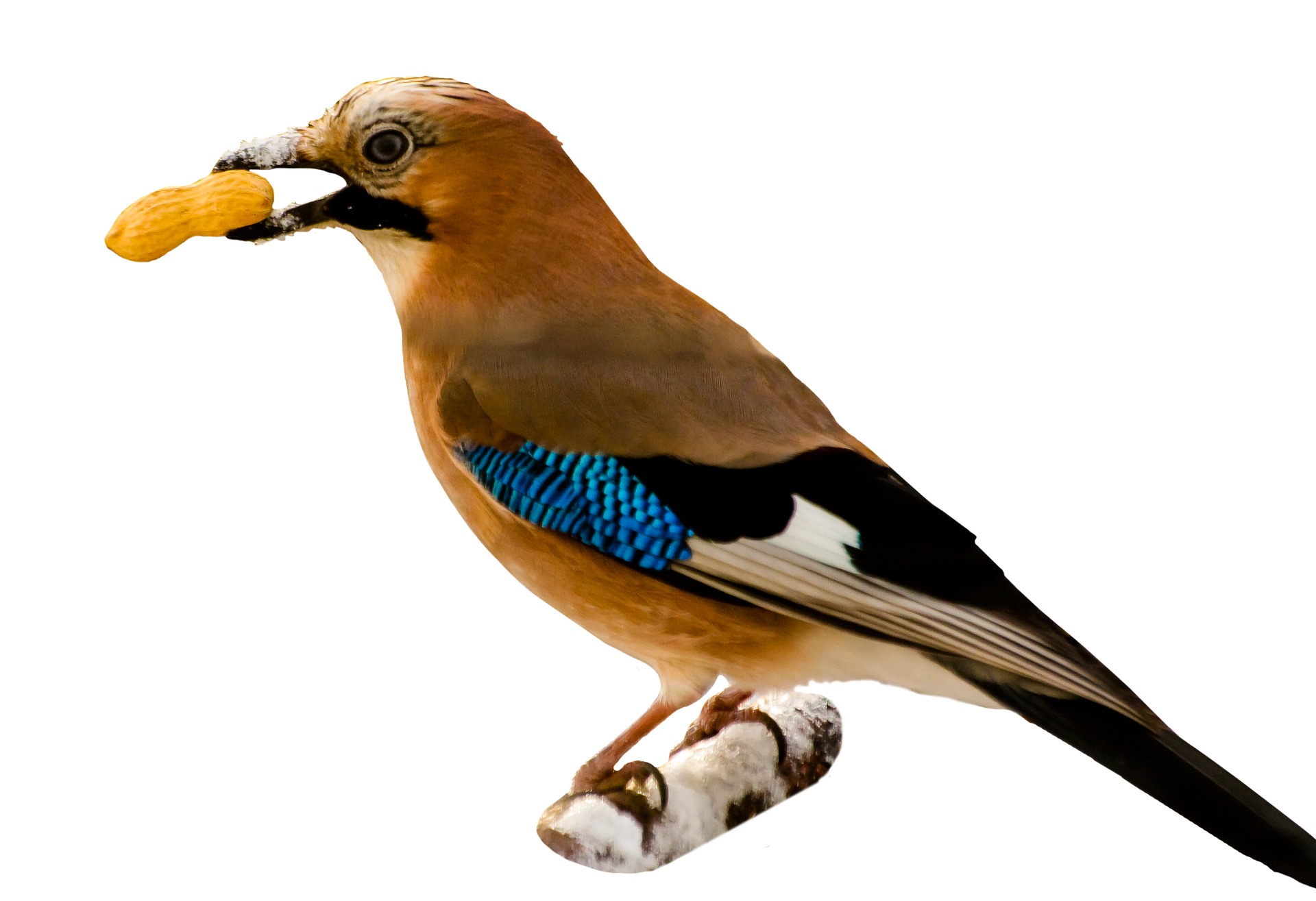 Free photo: Wild Jay - Animal, Bird, Branch - Free Download - Jooinn