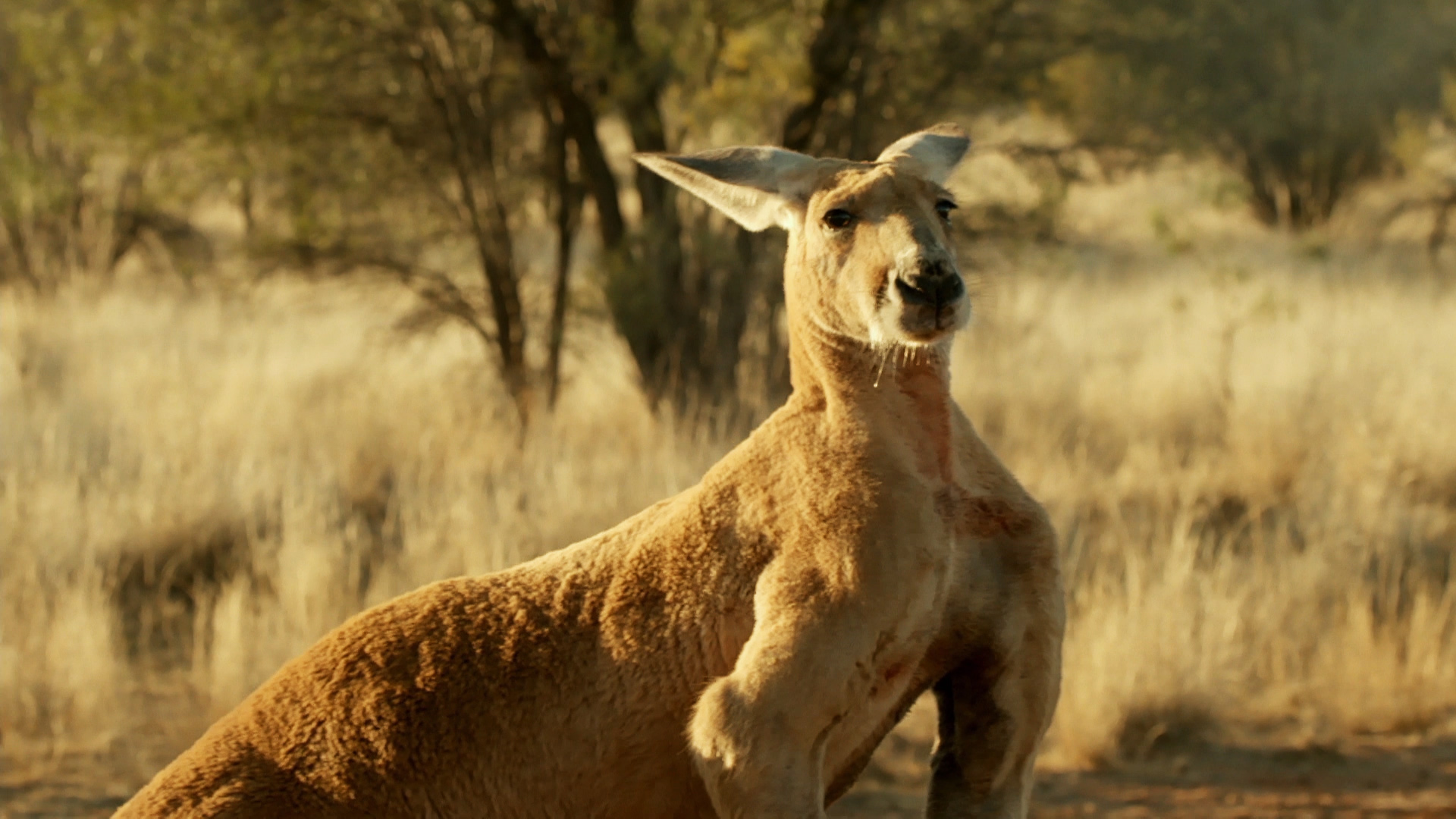 That's Roger! - Kangaroo Dundee Video - National Geographic Channel