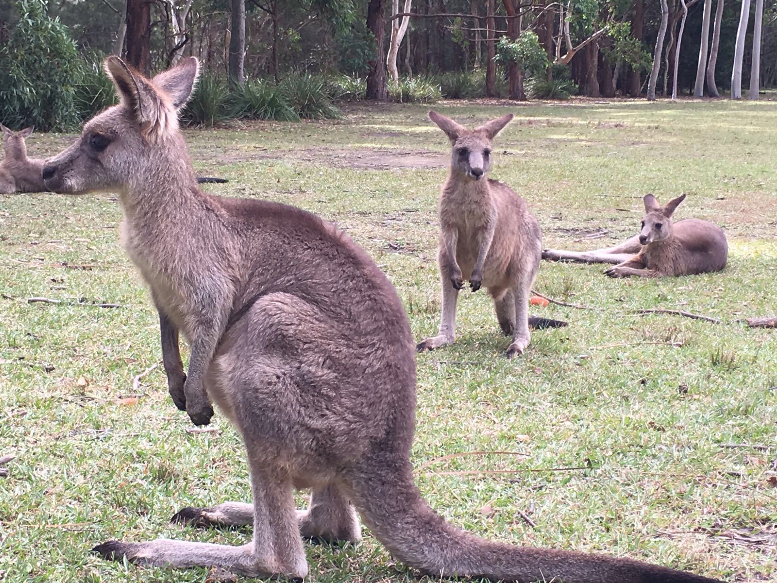 Where's the Best Place to See Wild Kangaroos in NSW? - Sydney