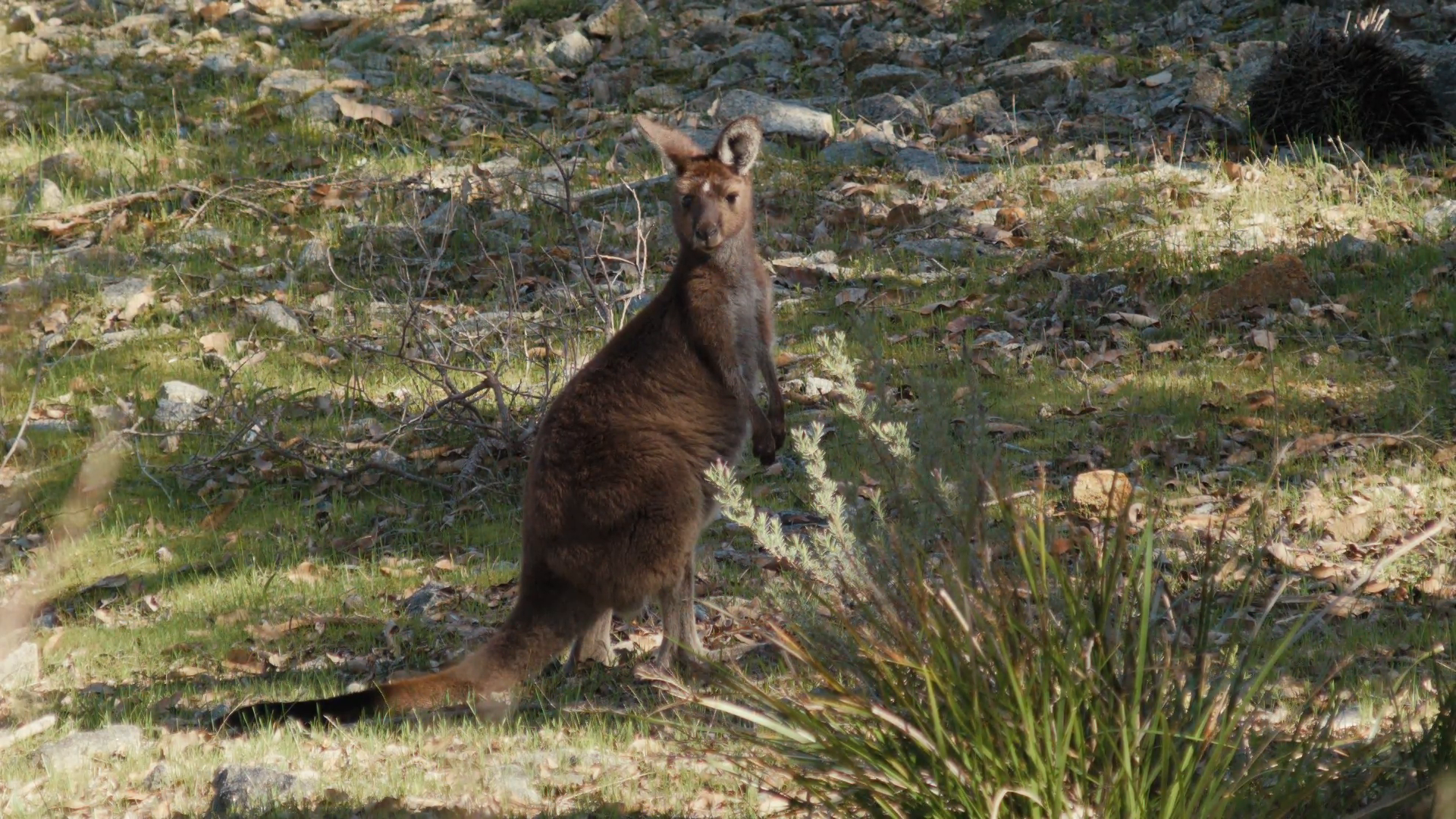 Wild Kangaroo Standing and Looking Stock Video Footage - VideoBlocks