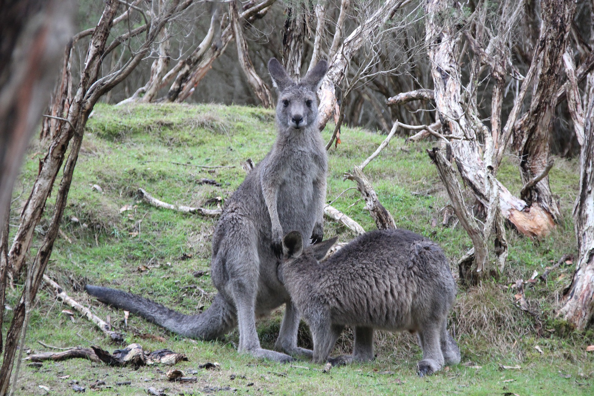 9 Places to See Kangaroos in the Wild - Melbourne