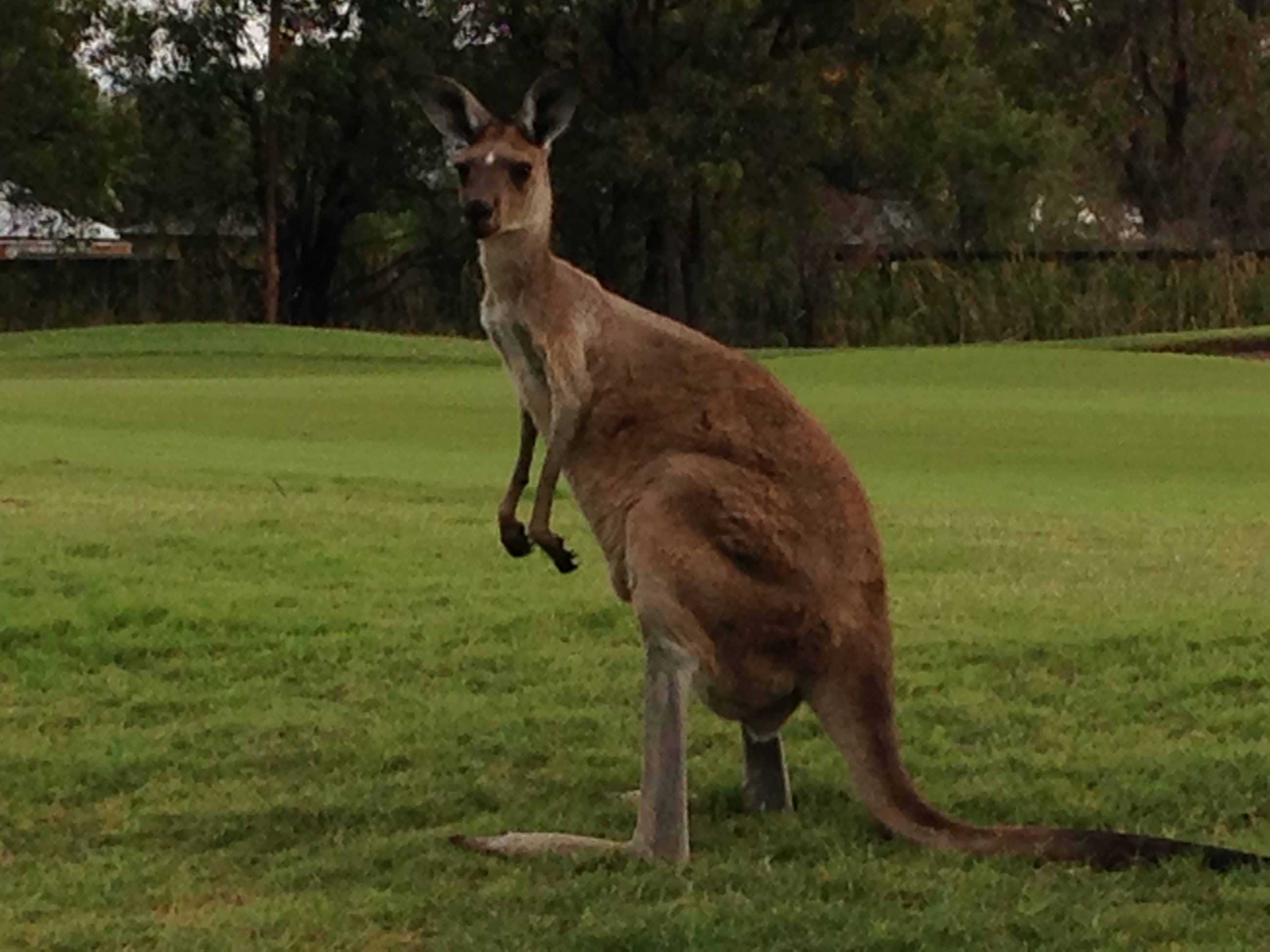 Where to See Kangaroos in the Wild in Perth - Perth