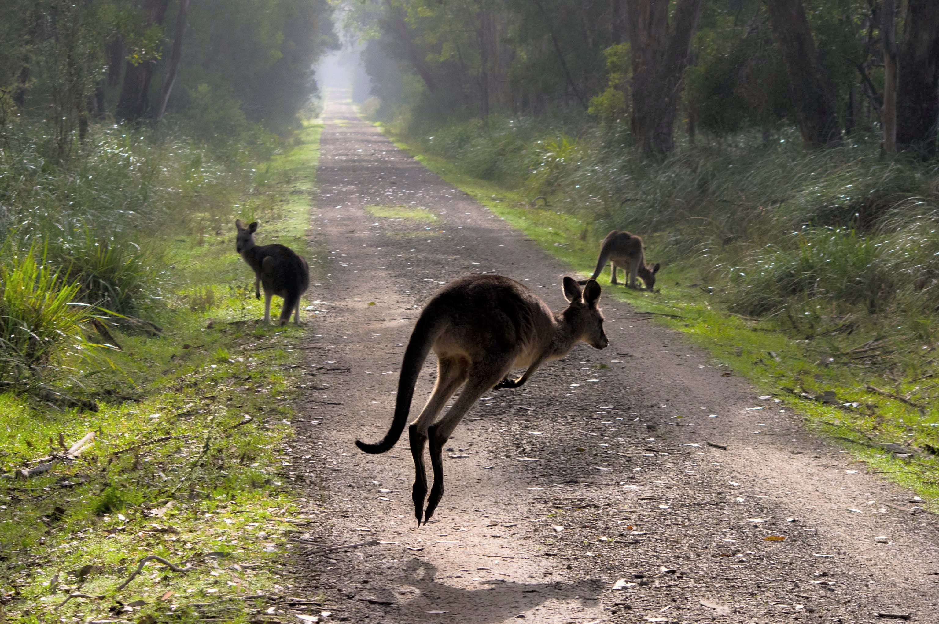 9 Places to See Kangaroos in the Wild - Melbourne