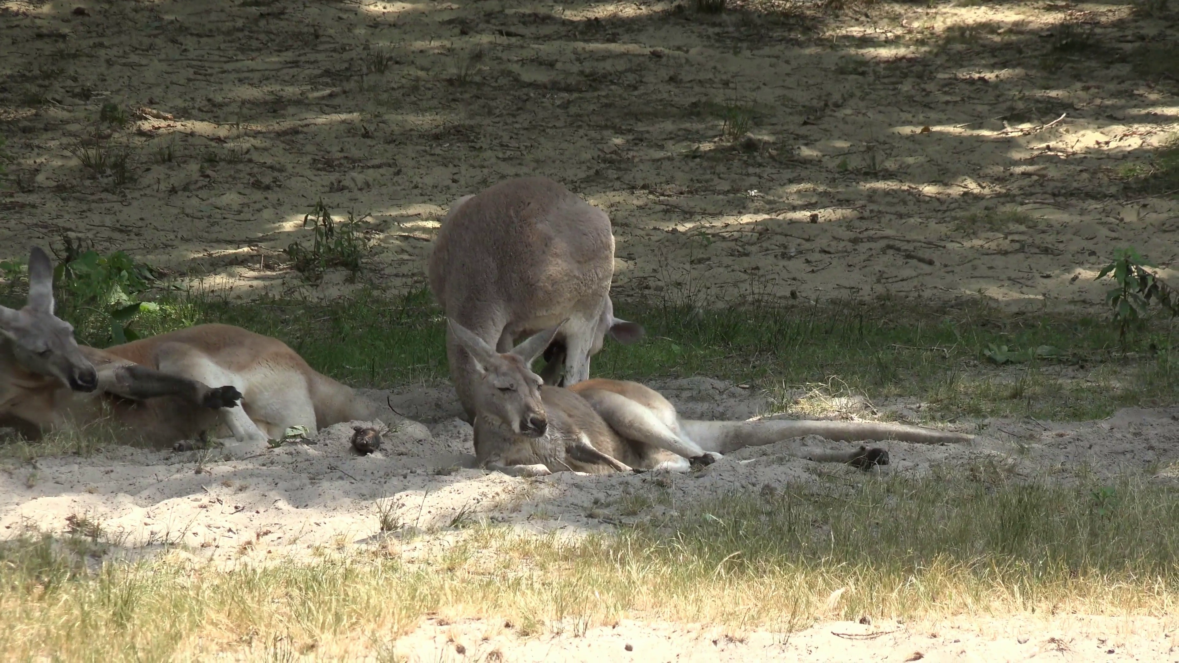 Wild Kangaroos at National Park Stock Video Footage - VideoBlocks