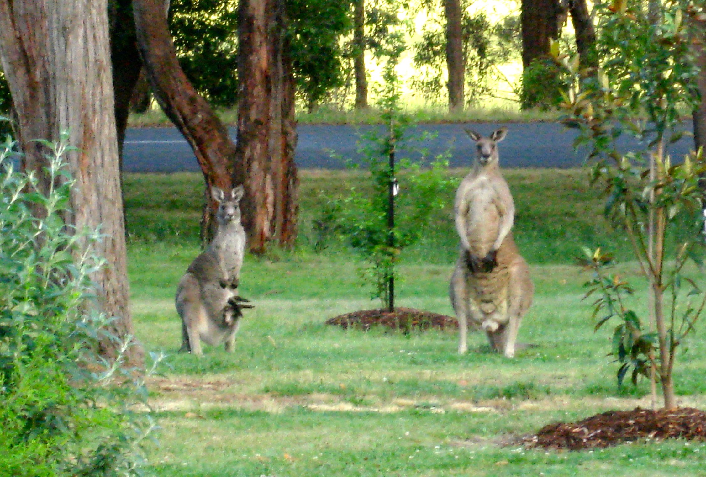 Wild kangaroos on my lawn! - YouTube