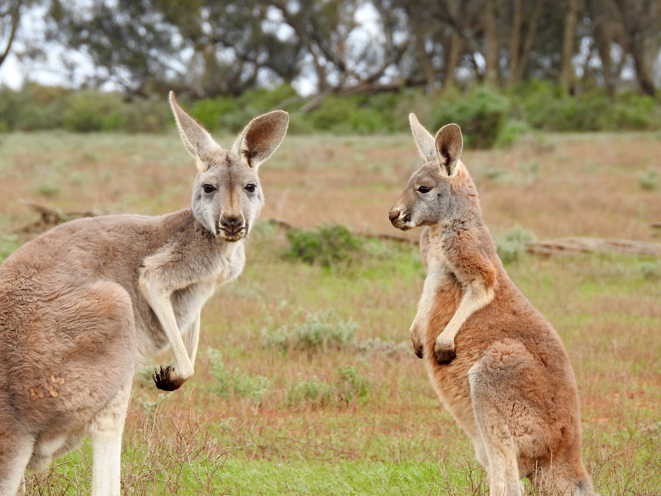 Wild Kangaroos, Animal, Australia, Jungle, Kangaroo, HQ Photo