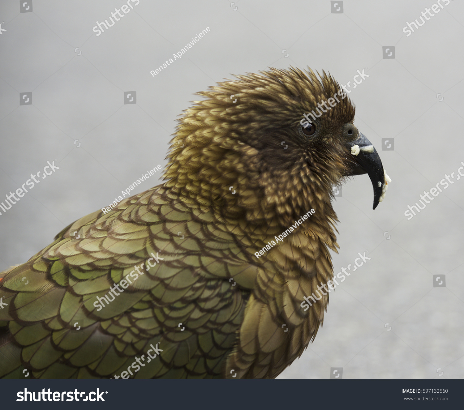 Kea Bird Portrait Close Up South Stock Photo 597132560 - Shutterstock