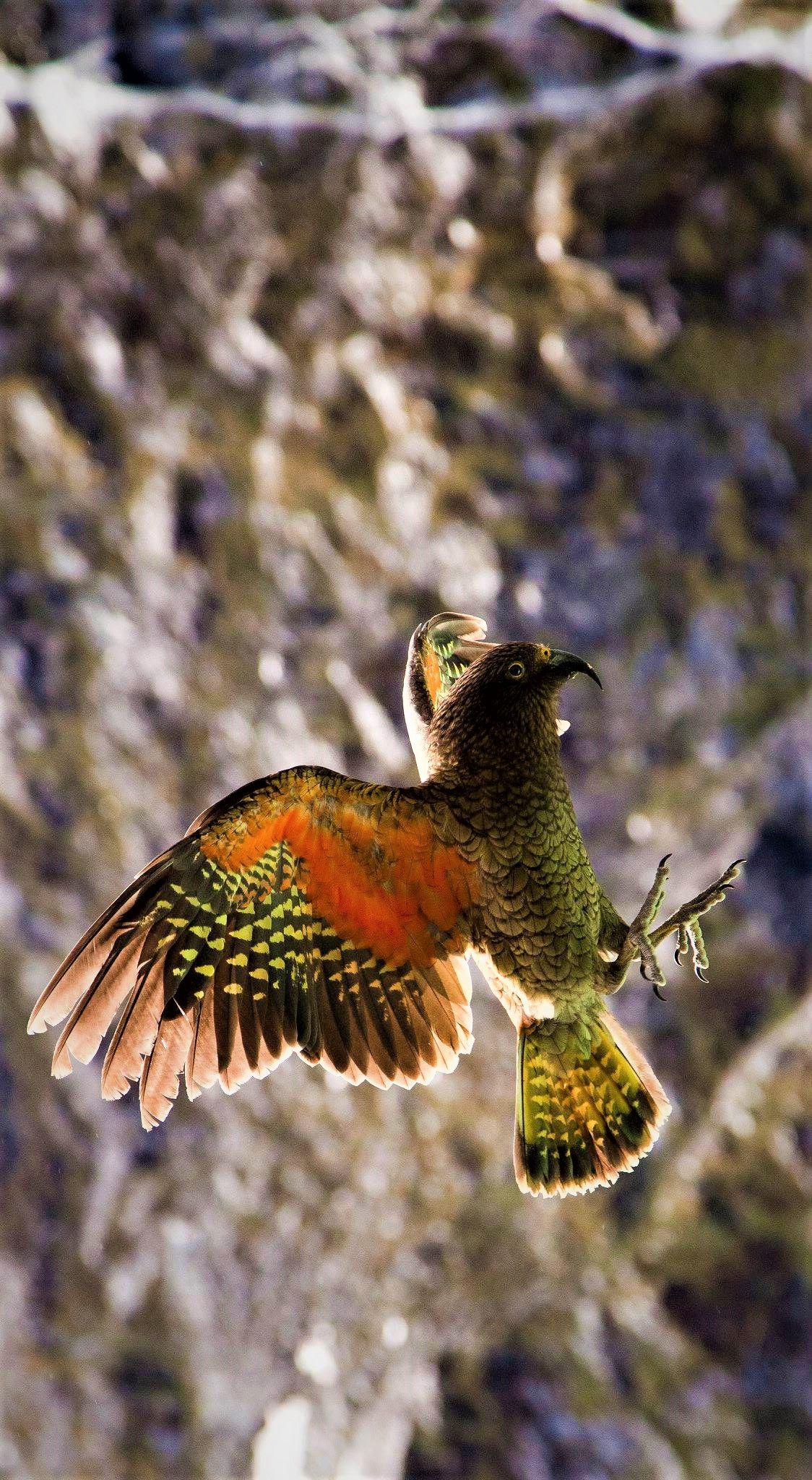 Kea in flight in Fiordland National Park, New Zealand | Beautiful ...