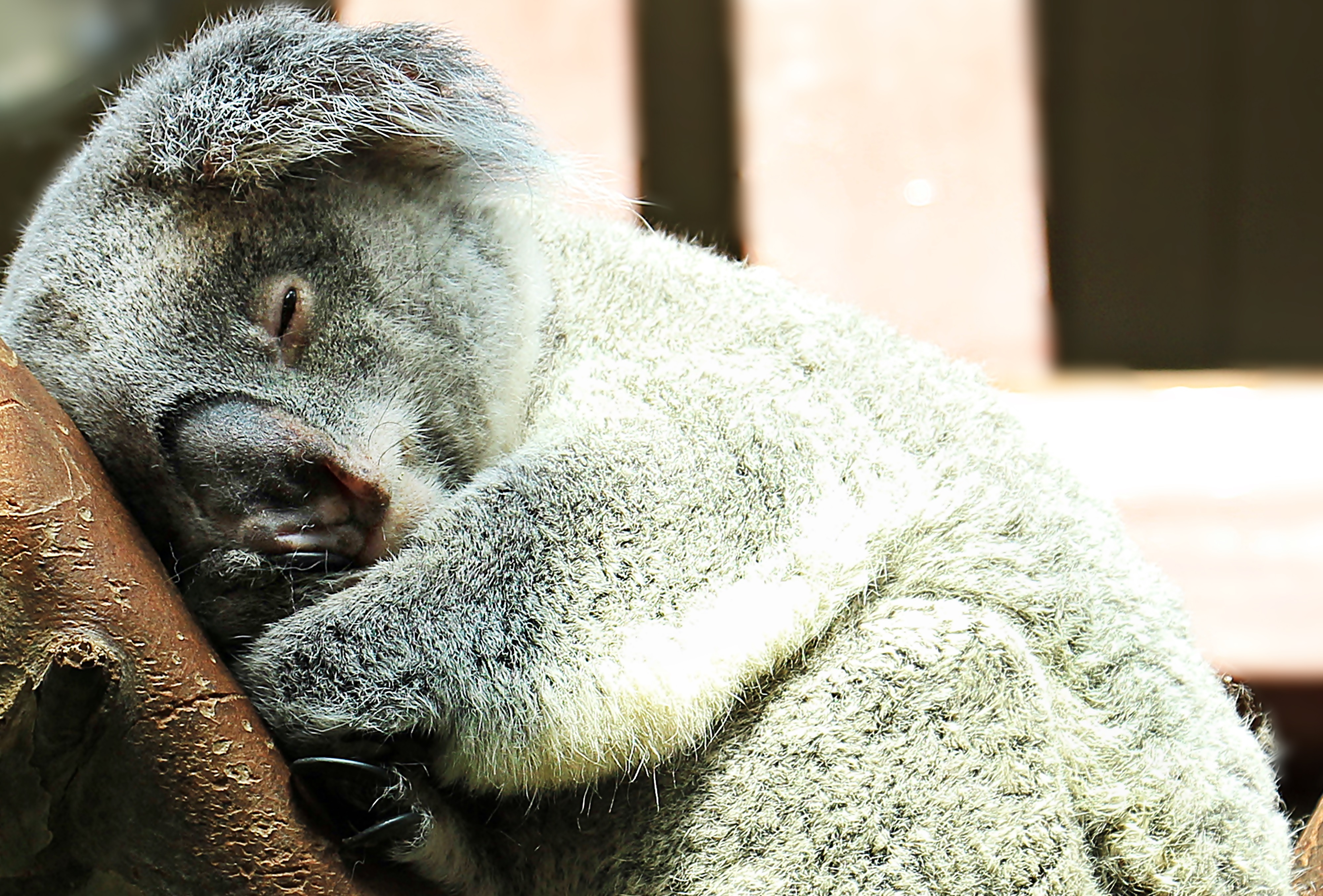 Wild koala photo