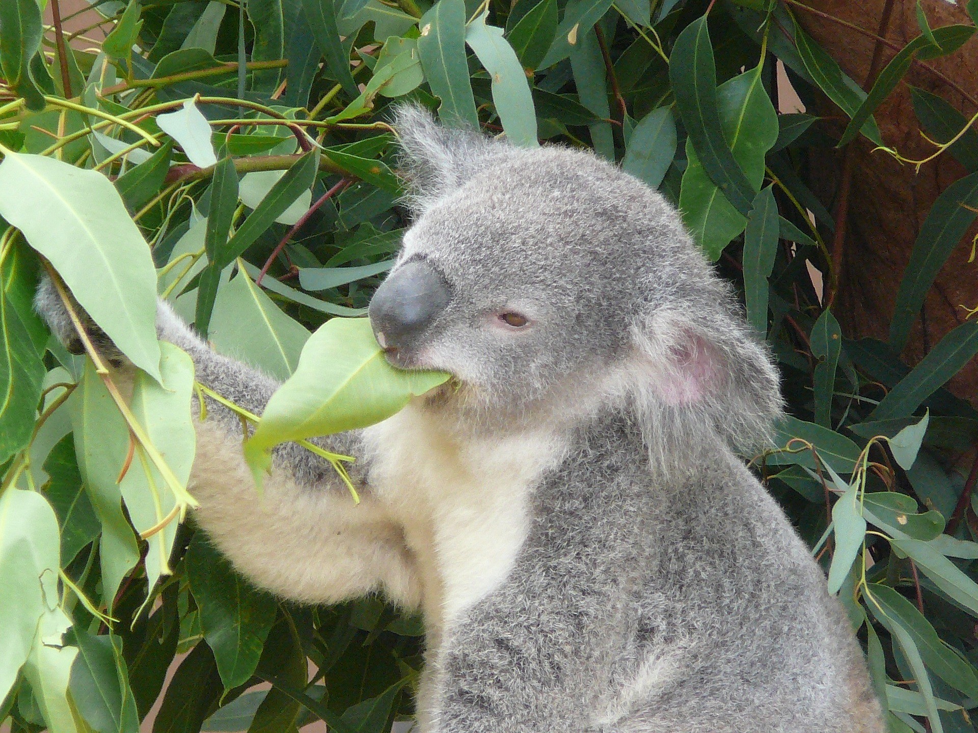 9 Places to see Koalas in the Wild - Melbourne