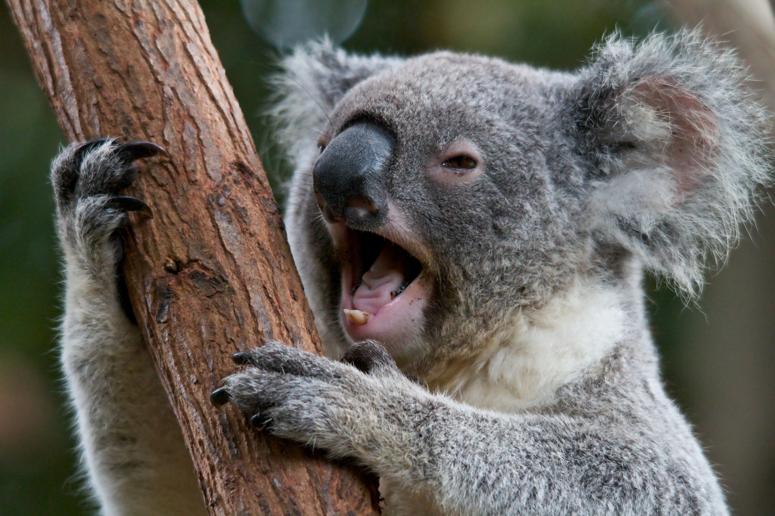 Awake Koala – A Wild Eye View