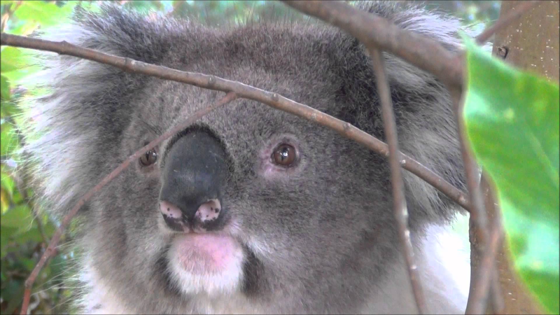 Amazingly cute koala bear in the wild - YouTube