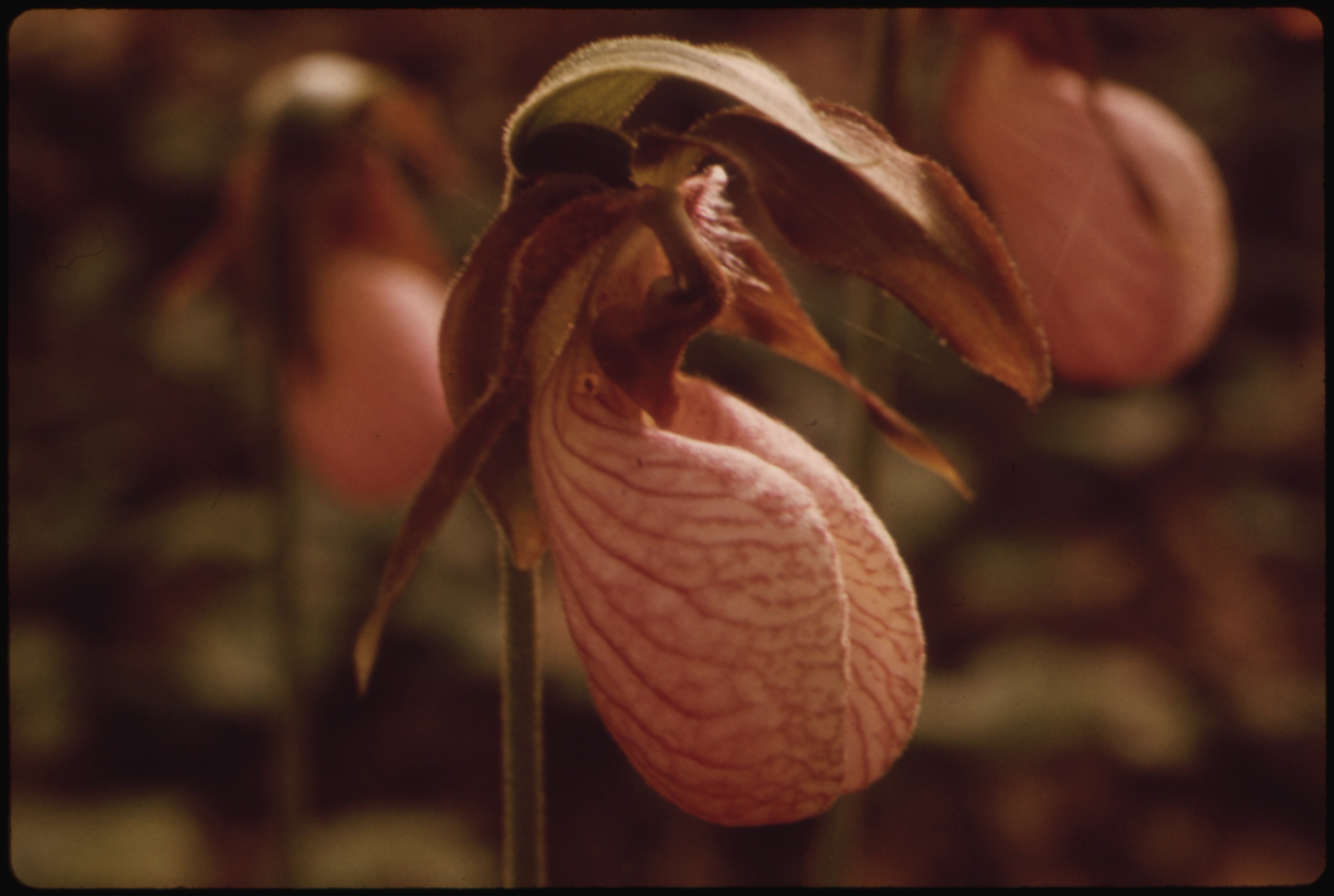 File:LADY SLIPPER, ONE OF THE MANY KINDS OF WILD FLOWERS GROWING ON ...