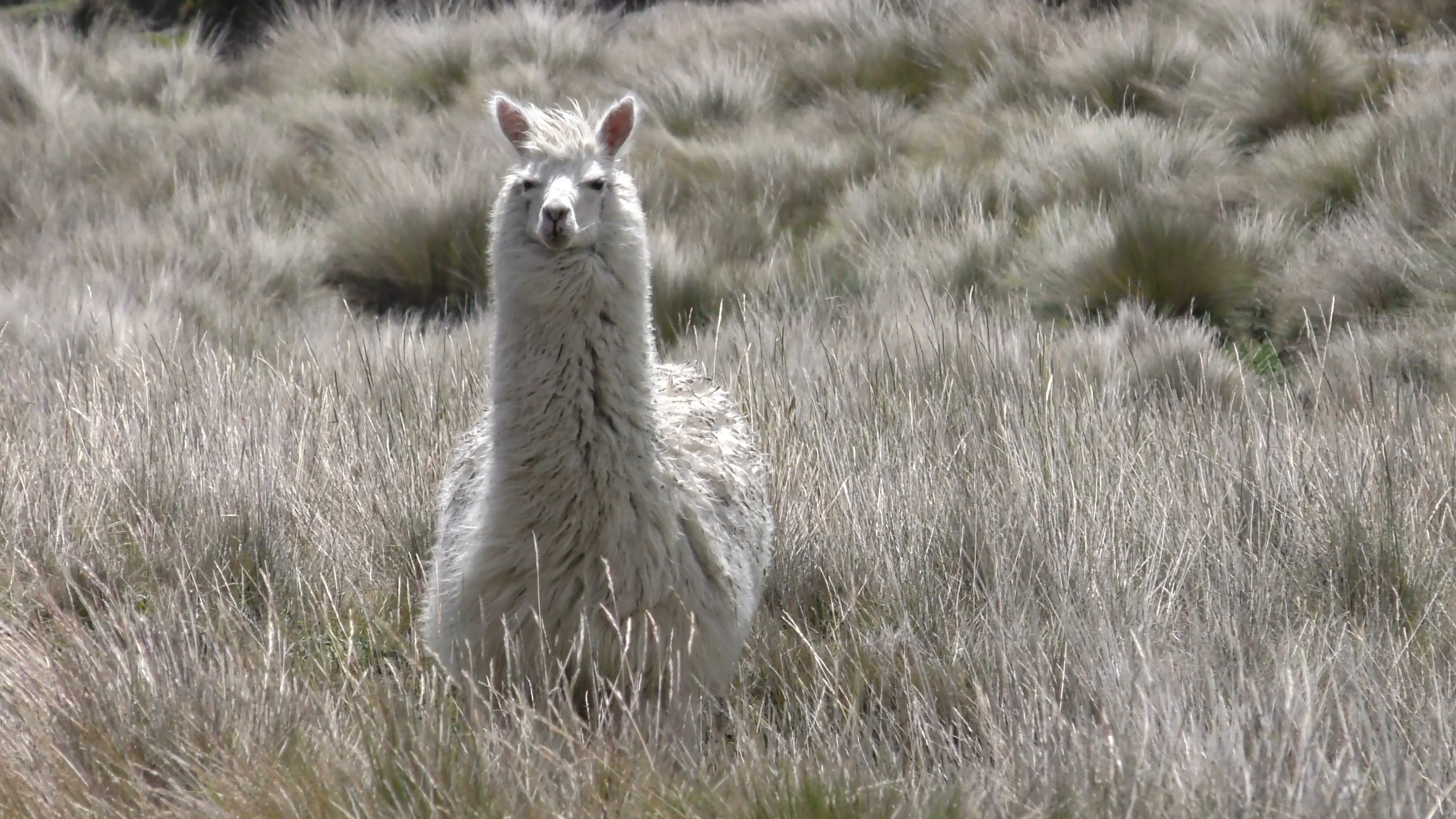 Wild Lama Camelid In Andes Highlands Staring At Camera, Slow Motion ...