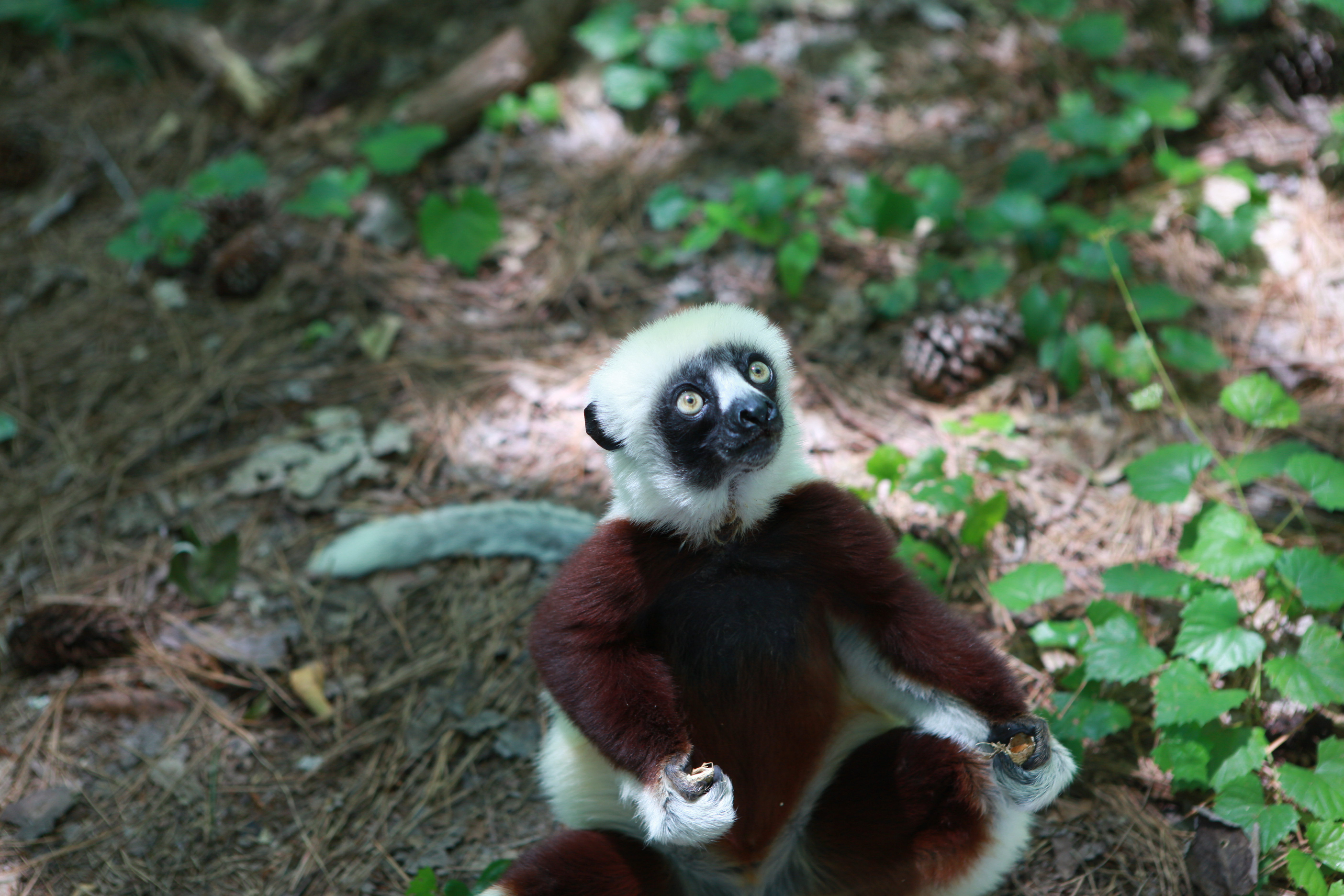 Go Into the Wild at Duke Lemur Center | Chapel Hill Magazine