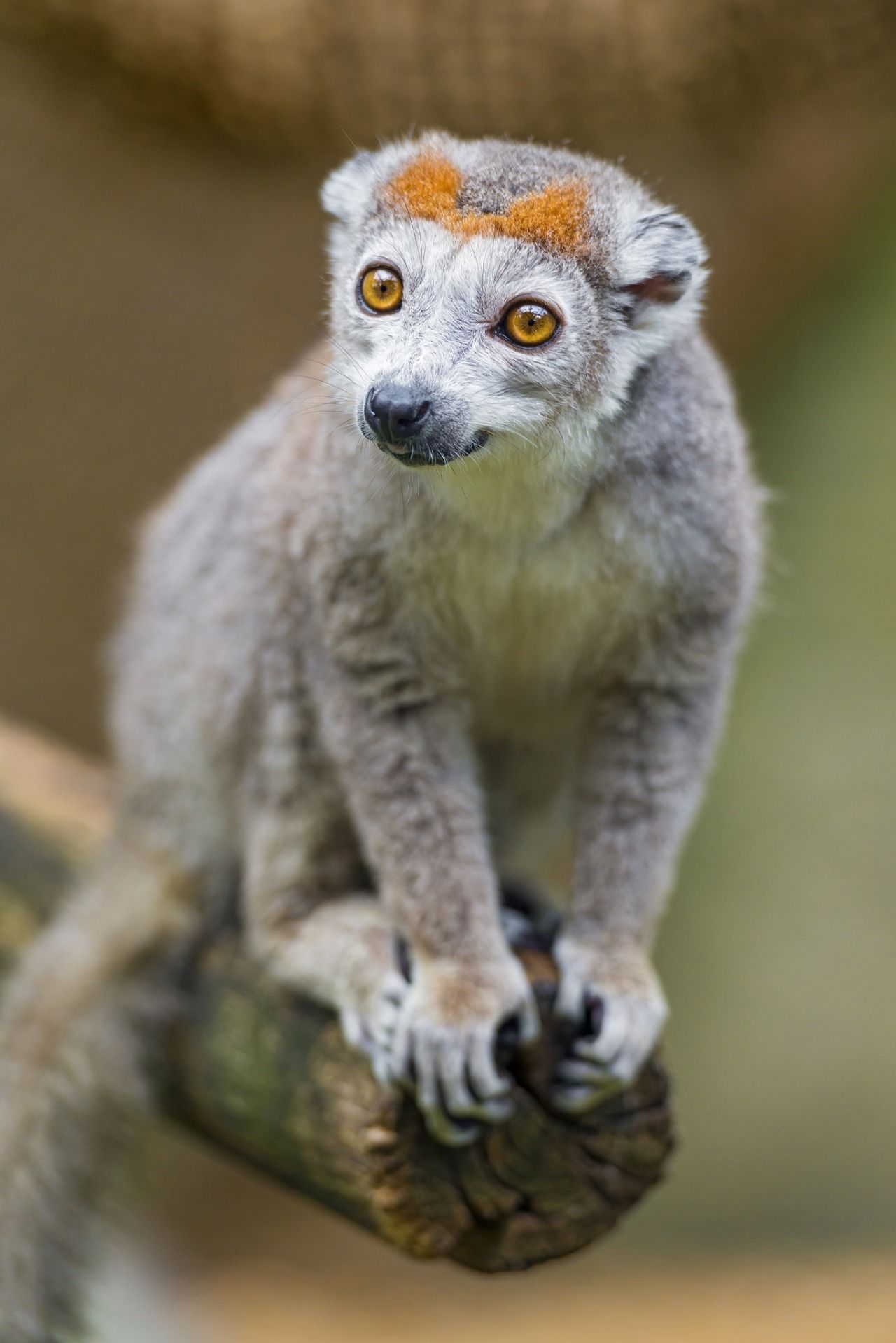 Crowned lemur on branch II by Tambako | Animals...Call Of The Wild ...
