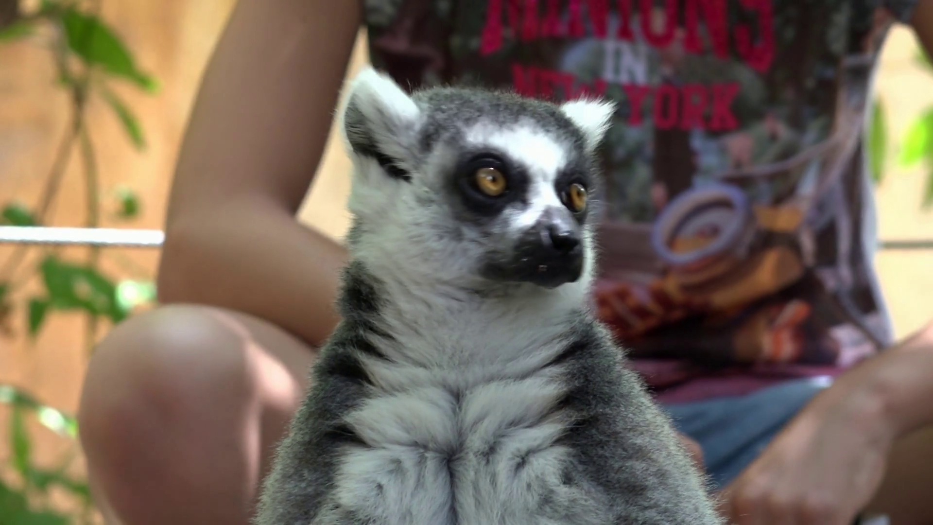 Teen With Wild Lemur Stock Video Footage - VideoBlocks
