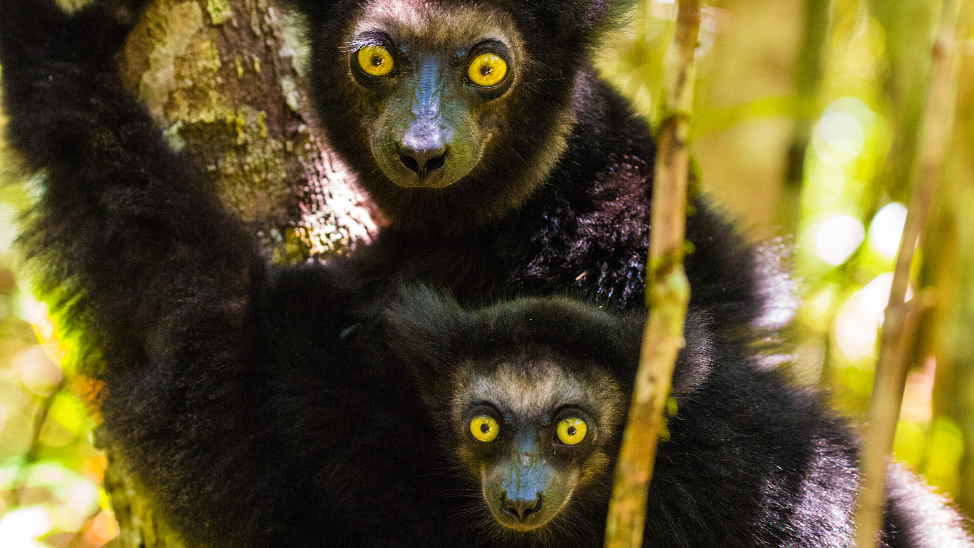 Lemurs, Culture & Beaches of the Red Island - Natural World Safaris