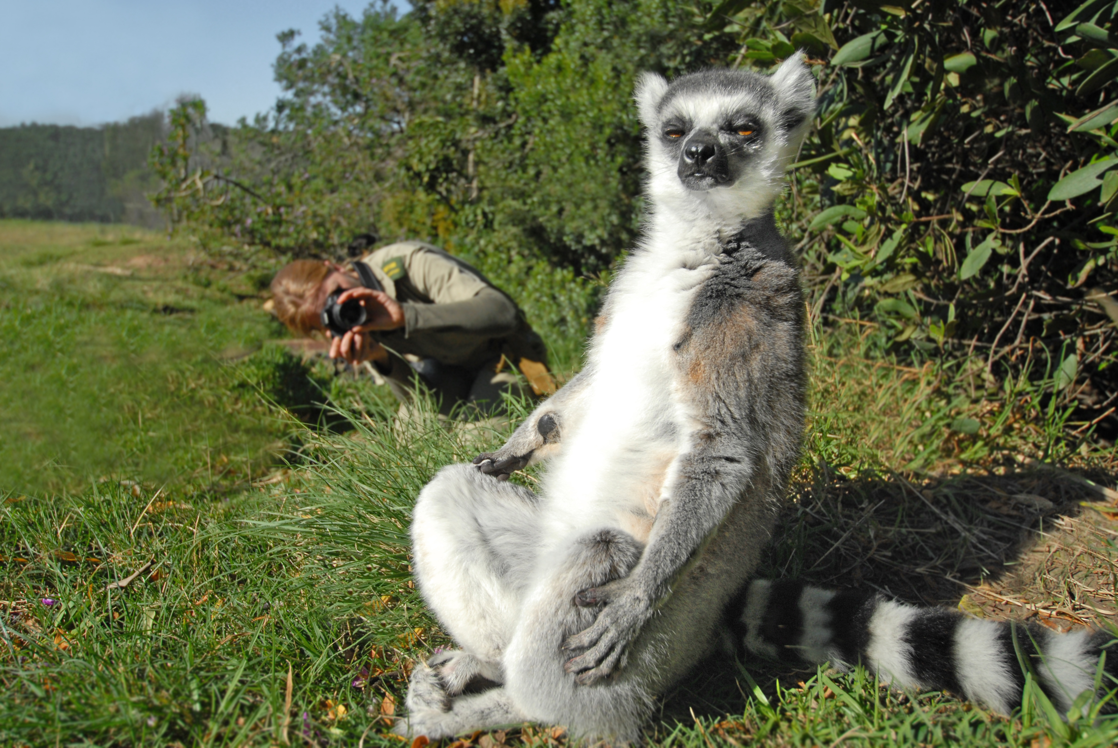 28,000 lemurs stolen from the wild | Monkeyland Primate Sanctuary ...