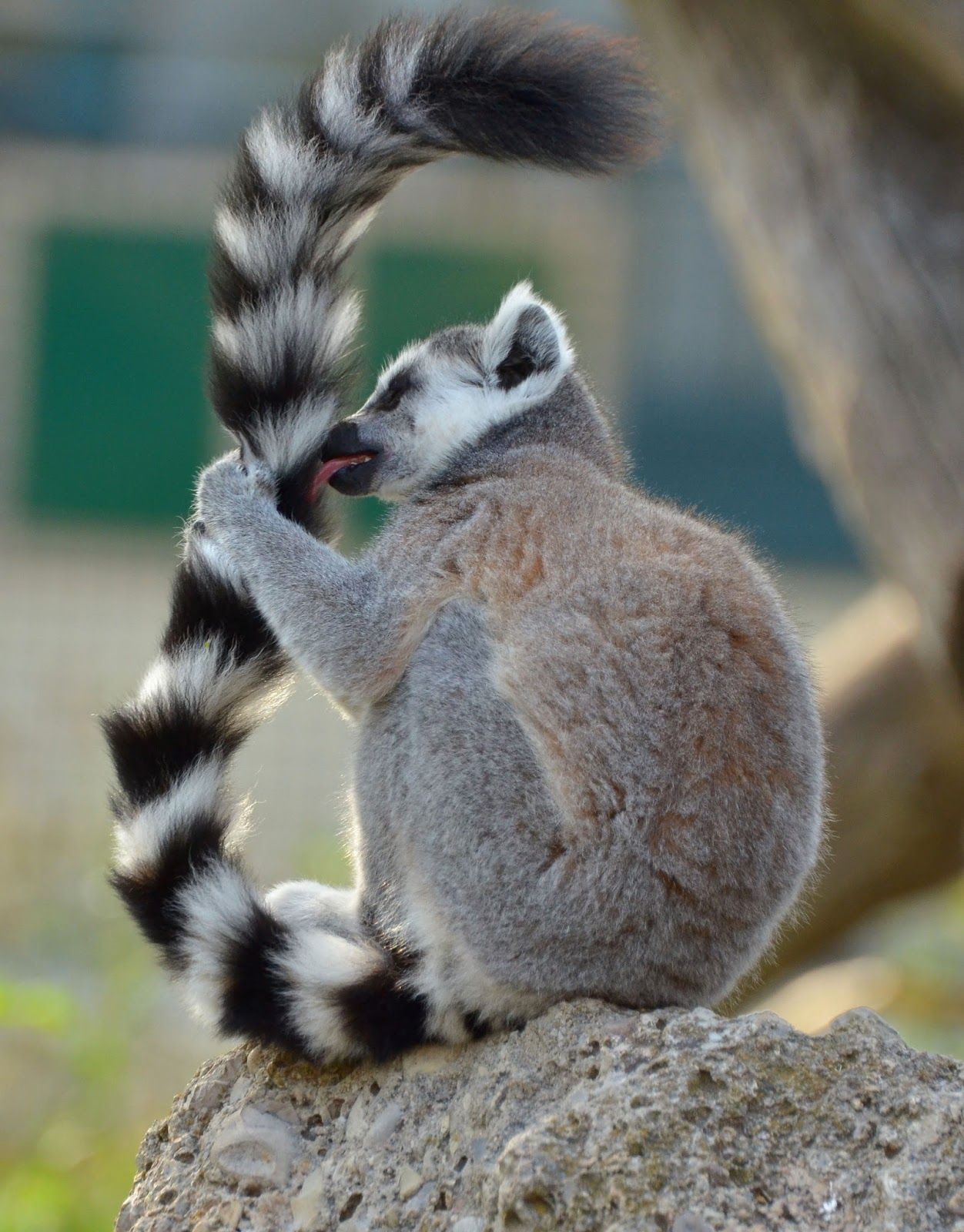 Preening time among wild animals | Lemur, Animal and Wild animals