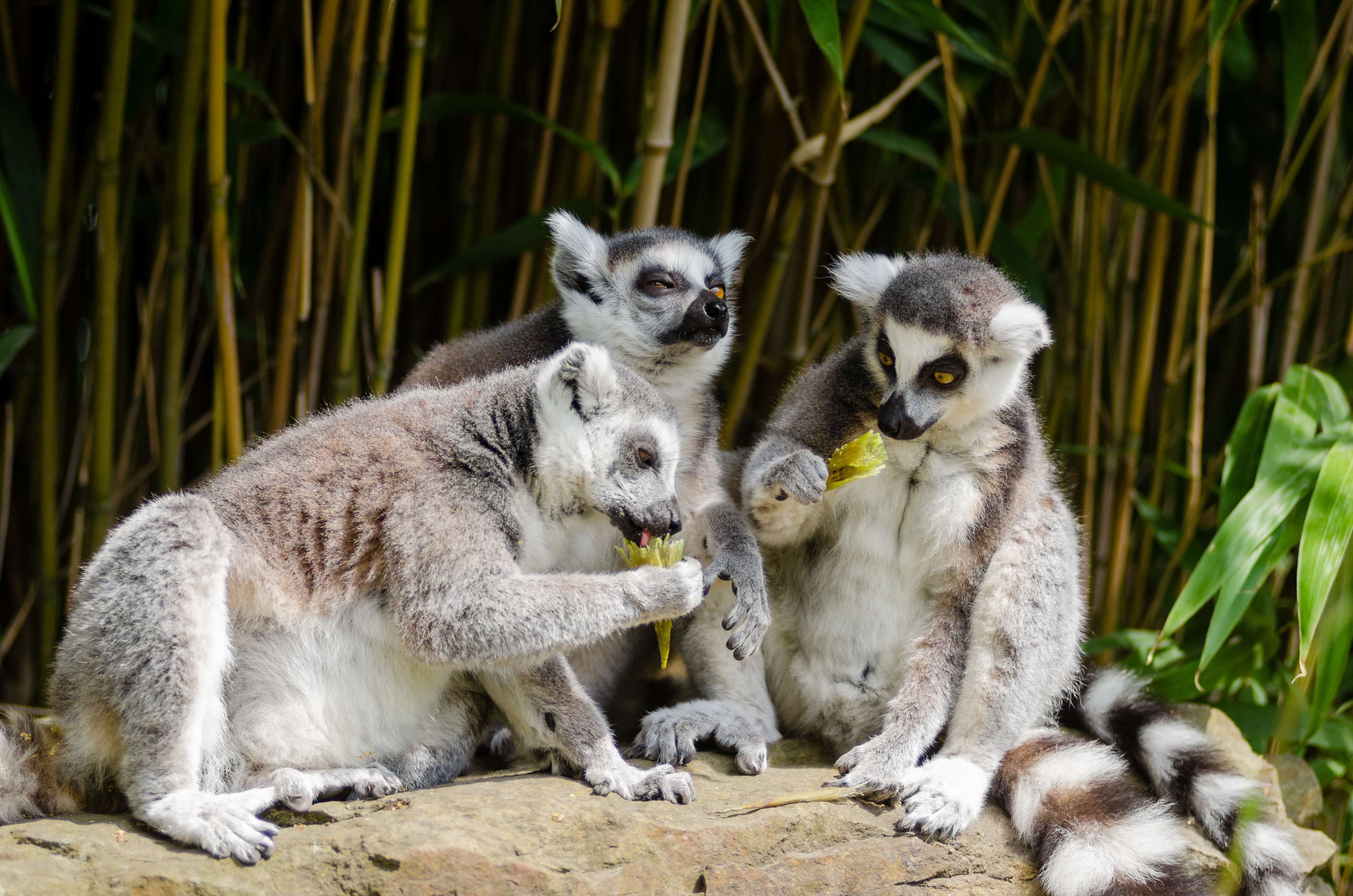 animal #bamboo #cute #eating #endangered #fur #grass #grey #lemur ...