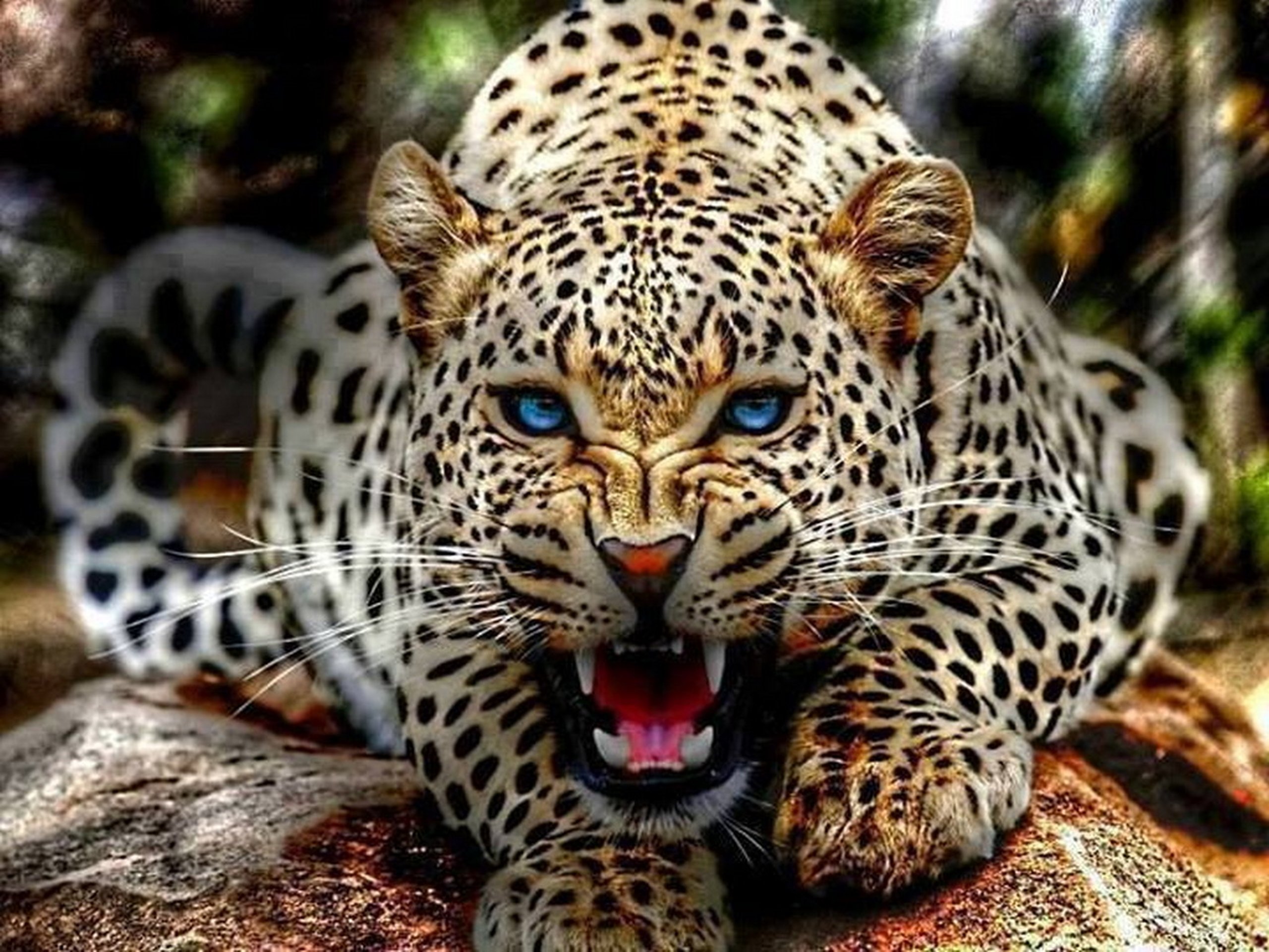 Leopard wild cat hunter wallpaper | 2560x1920 | 478759 | WallpaperUP