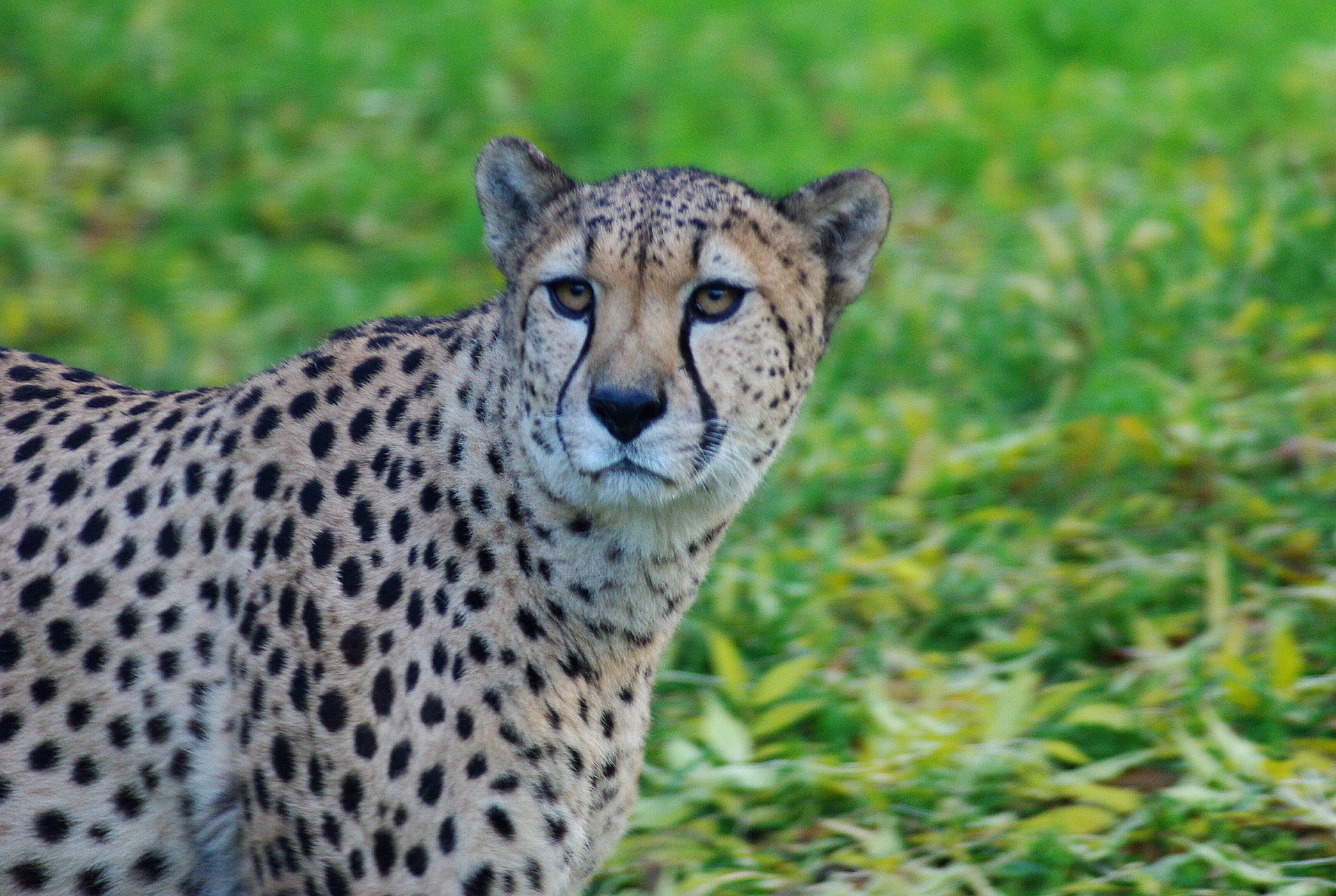 Wild leopard photo
